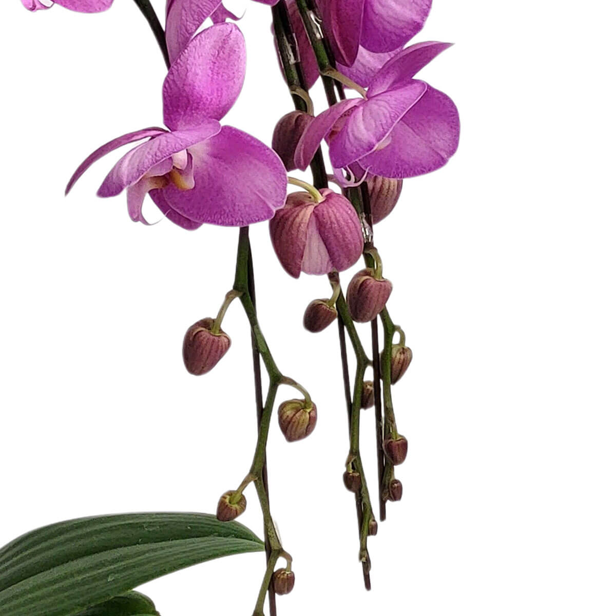 Trailing magenta Phalaenopsis orchids with abundant buds 優雅下垂的紫紅色蝴蝶蘭花梗上,盛開花朵與密集花苞交織,綠葉映襯,散發高貴氣息。