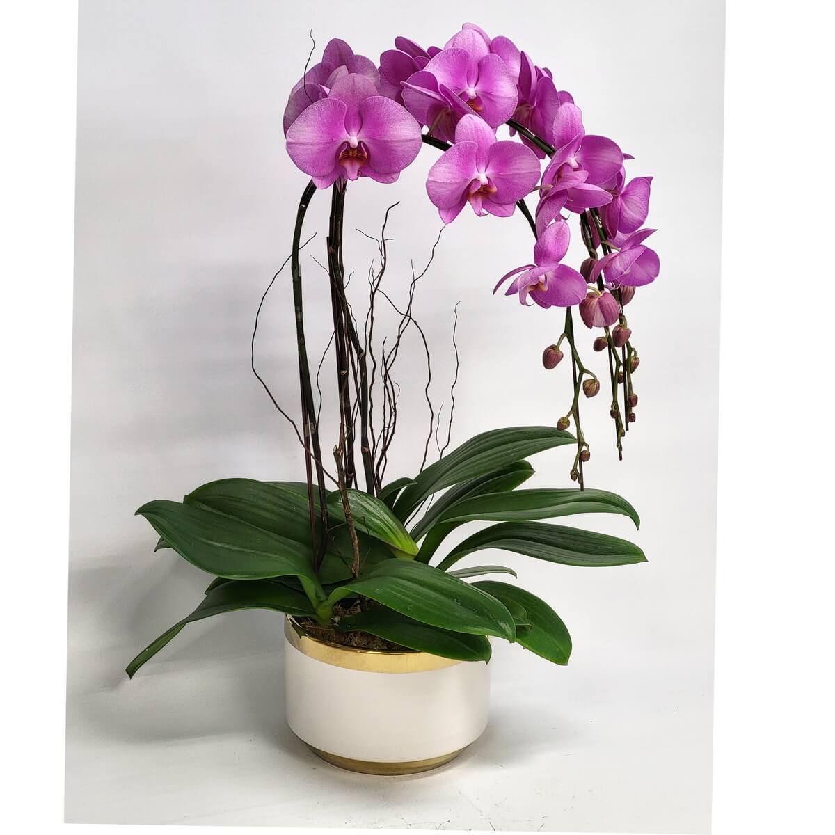 Magenta Phalaenopsis orchid arrangement with arched stems, buds, curly branches, and broad leaves in a white ceramic pot with gold rim 洋紅色蝴蝶蘭花藝擺設,拱形花梗配垂掛花苞及裝飾枝條,濃綠闊葉圍繞,置於金邊白色陶瓷花盆中。