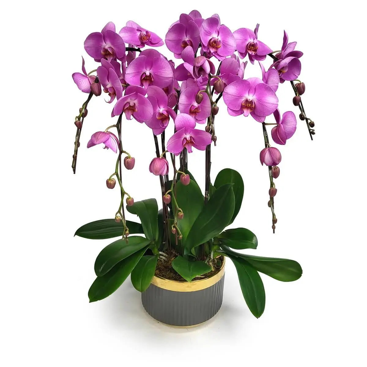 Vivid pink Phalaenopsis orchids with trailing buds and glossy green foliage, potted in a ribbed dark grey ceramic with gold rim | 鮮豔粉紅蝴蝶蘭垂掛花苞,綠葉亮澤,置於金邊深灰陶瓷紋盆內