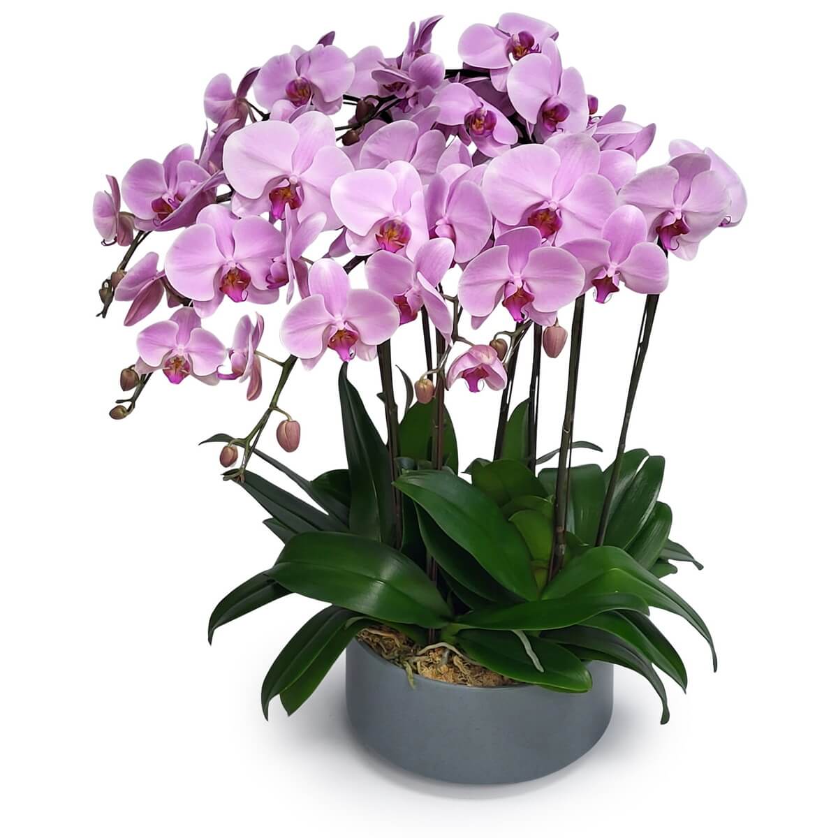 Blooming pink Phalaenopsis orchids with lush green leaves, arranged in a modern grey ceramic pot filled with moss 粉紅蝴蝶蘭盛開配濃綠葉片,種於鋪有青苔的現代灰色陶瓷盆中