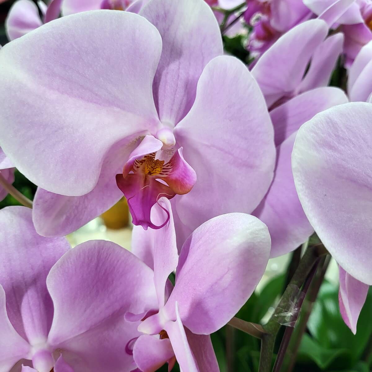 Close-up view of pink Phalaenopsis orchid showing petal texture and lip detail 粉紅蝴蝶蘭特寫,花瓣紋理及唇瓣細節清晰