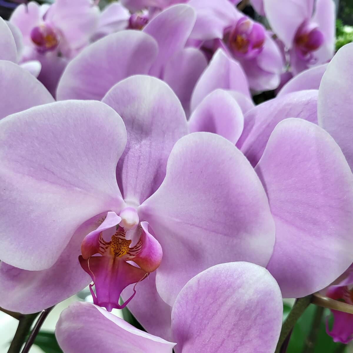 Macro detail of blooming pink Phalaenopsis orchid highlighting wide overlapping petals and intricate lip pattern 粉紅蝴蝶蘭盛開微距圖,花瓣寬大重疊,唇瓣紋理精緻細膩