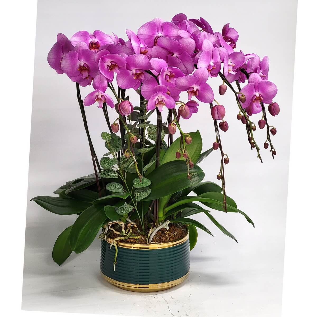 Arrangement of vivid pink Phalaenopsis orchids with cascading buds and broad green leaves in a round dark green pot with gold rim 洋紅色蝴蝶蘭花藝擺設,花苞密集垂墜,濃綠闊葉圍繞,放置於金邊墨綠圓形陶盆中。
