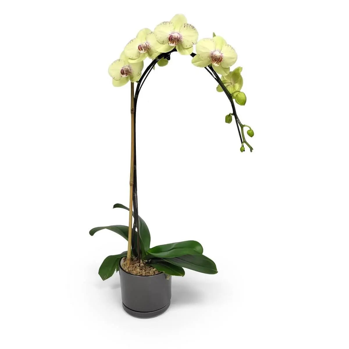 Single elegant arc of pale yellow Phalaenopsis orchids with blush-pink centers and lush green foliage, set in a sleek dark grey ceramic pot | 淡黃蝴蝶蘭花瓣優雅拱形排列,配粉心與綠葉,擺設於光滑深灰陶盆中