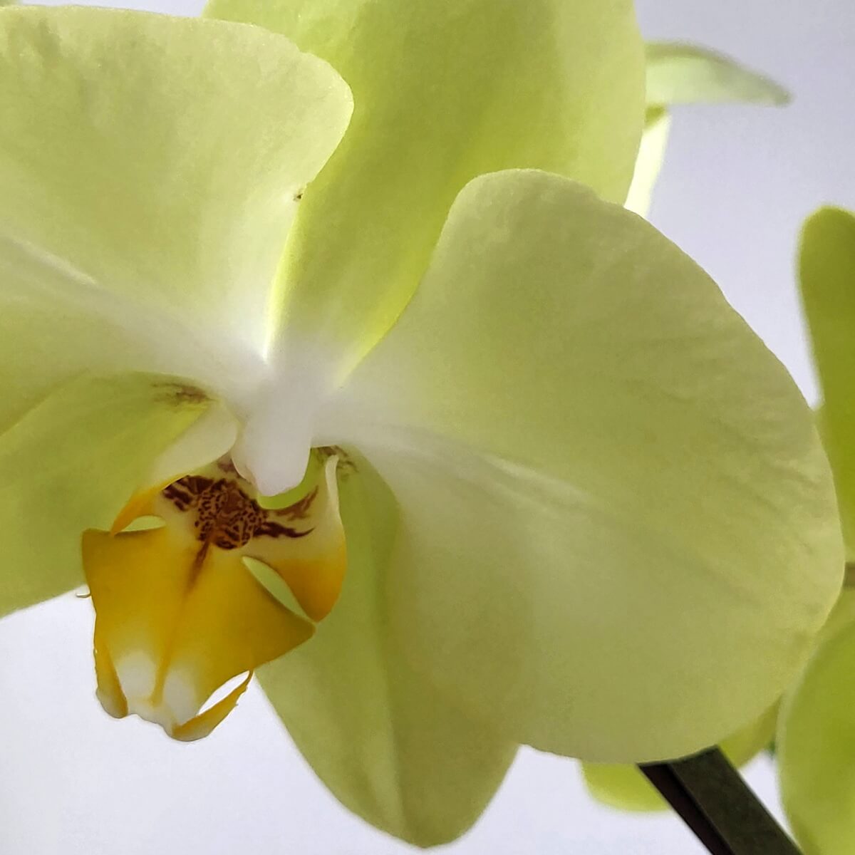 Close-up of a pale yellow Phalaenopsis orchid with delicate petals and a speckled yellow lip 淡黃蝴蝶蘭花特寫,花瓣柔和細膩,中央唇瓣呈現黃色與棕色斑點紋理,展現清新典雅氣質。