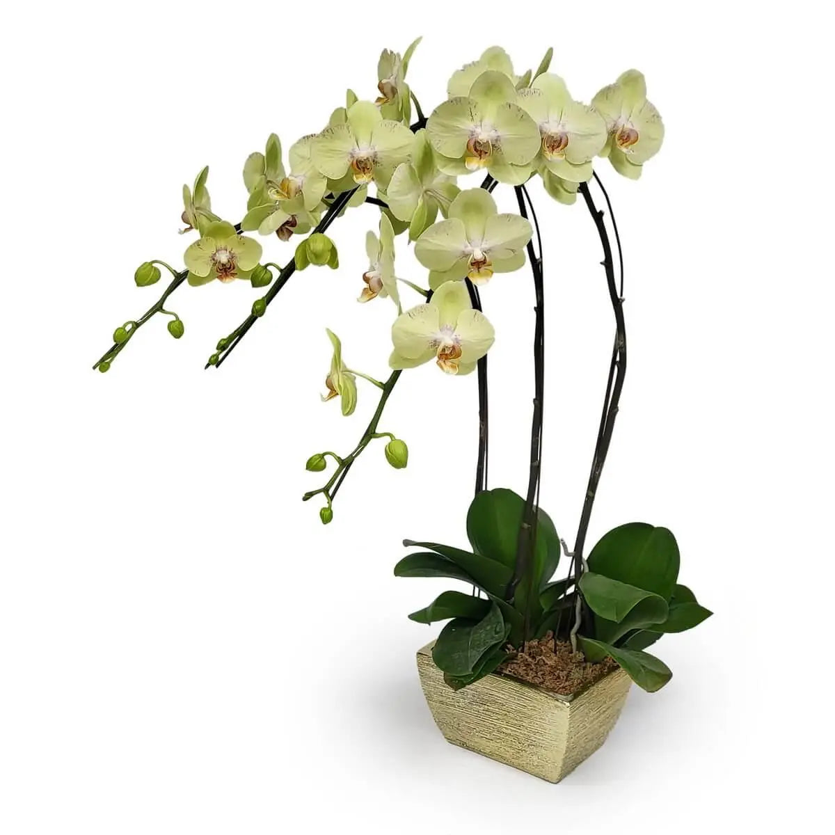 Light yellow Phalaenopsis orchids with green foliage in a textured beige ceramic planter and moss-covered base | 淡黃色蝴蝶蘭三枝綻放,搭配寬闊綠葉與水苔,種於浮雕米色陶瓷盆中