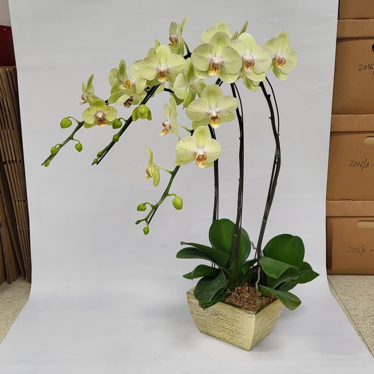 Arrangement of pale yellow Phalaenopsis orchids with orange centers, buds, and green leaves in a gold textured planter 淡黃色蝴蝶蘭盆栽,橙黃色花心與綠色花苞交織,配濃綠葉片,置於金色紋理陶盆中。