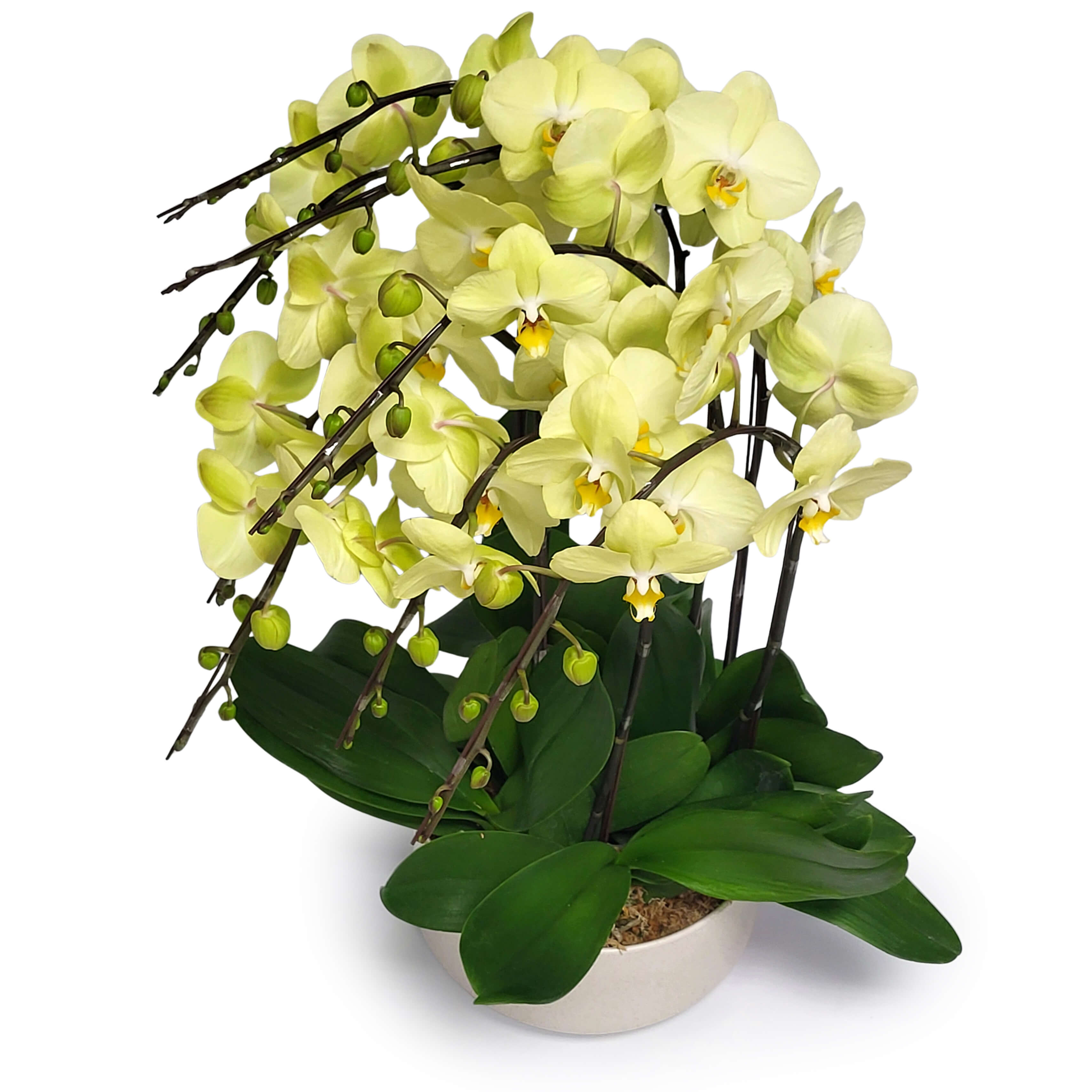 Yellow Phalaenopsis orchids with cascading stems and green leaves in pot, original photo 淡黃色蝴蝶蘭連綠葉盆栽 原相