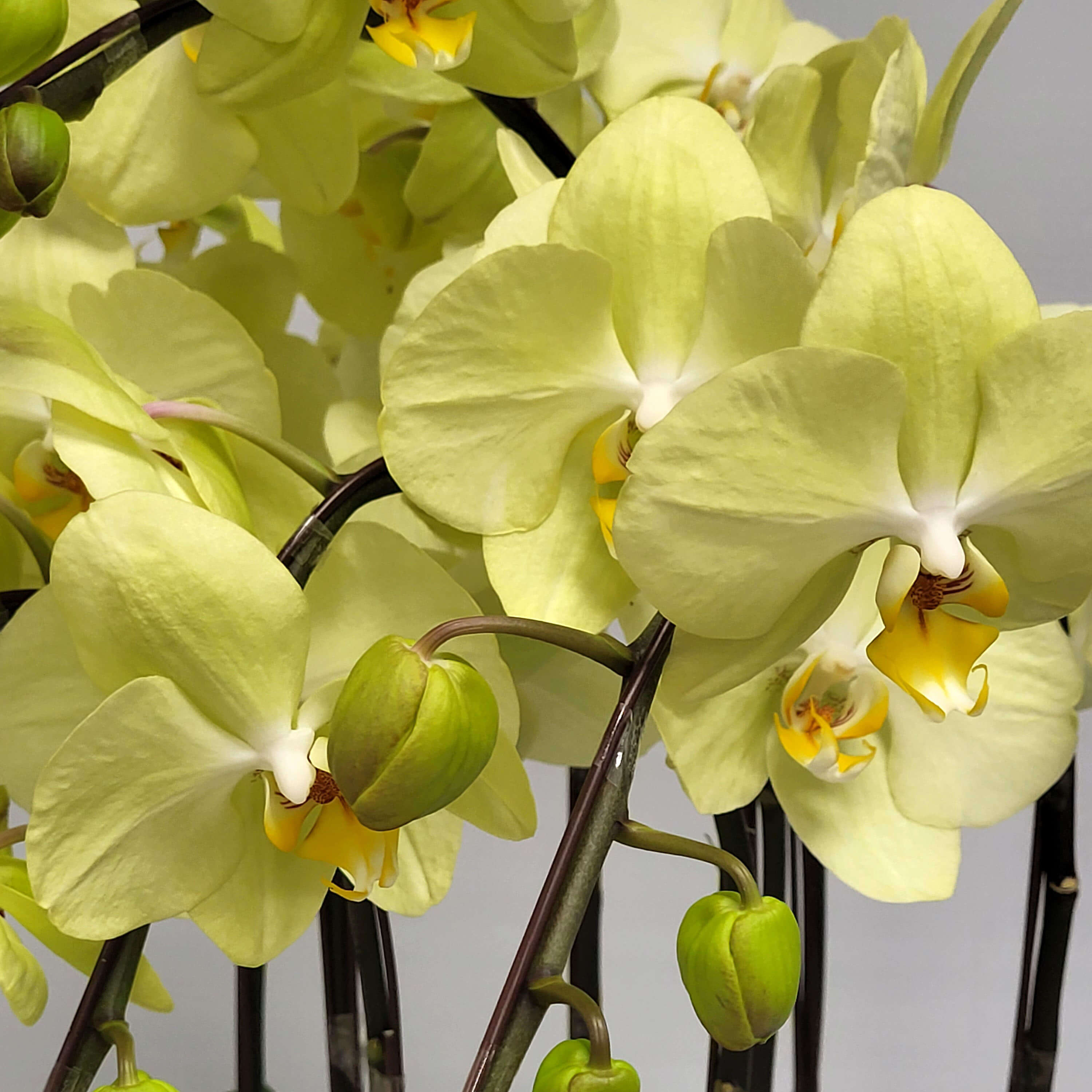 Pale yellow Phalaenopsis orchids with white-yellow centers, arched dark stems, and green unopened buds - 淡黃色蝴蝶蘭配白黃花心、深色彎莖及綠色花苞