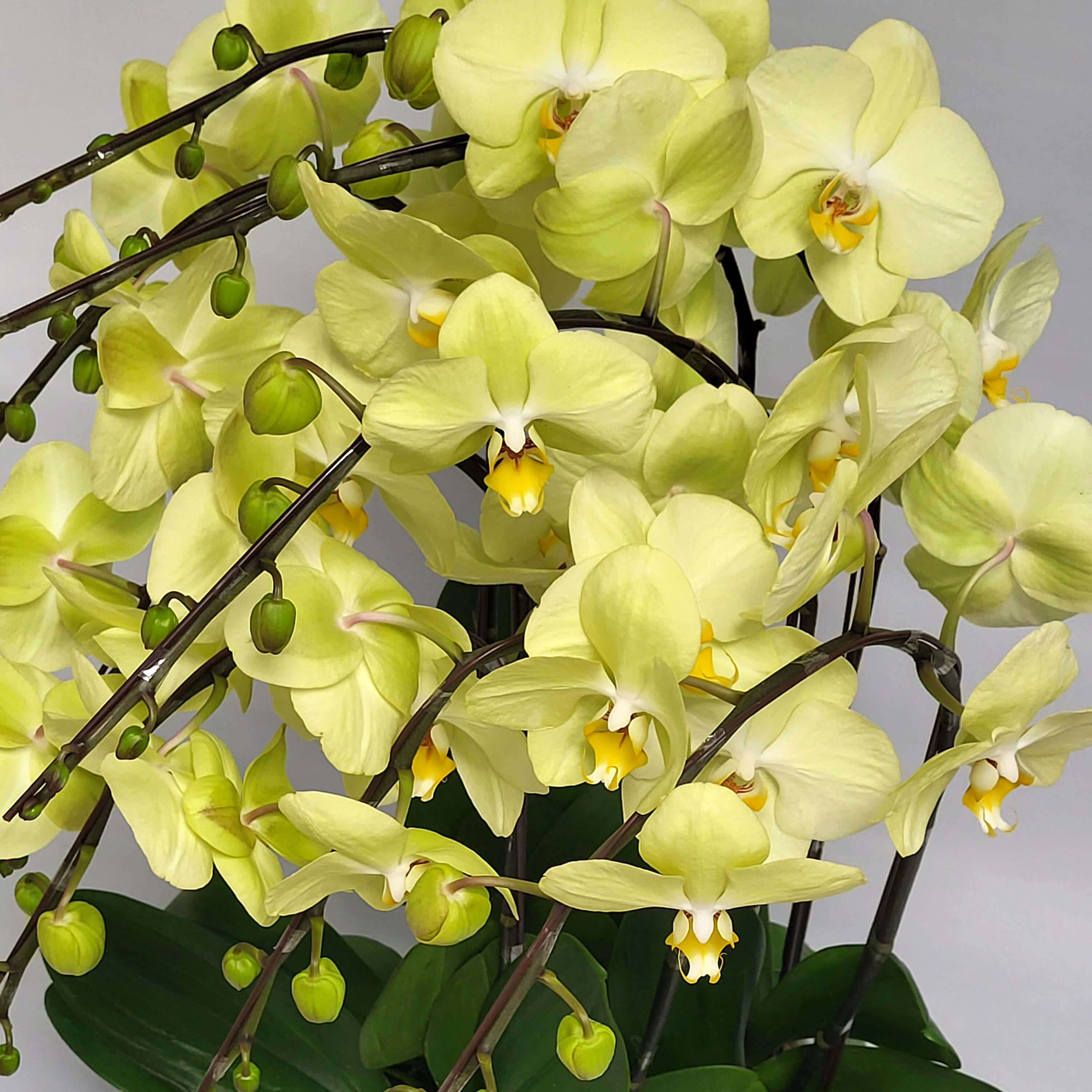 Full view of pale yellow Phalaenopsis orchids with arching dark stems, green buds, and white-yellow centers - 淡黃色蝴蝶蘭全景,深色彎莖配綠色花苞及白黃花心