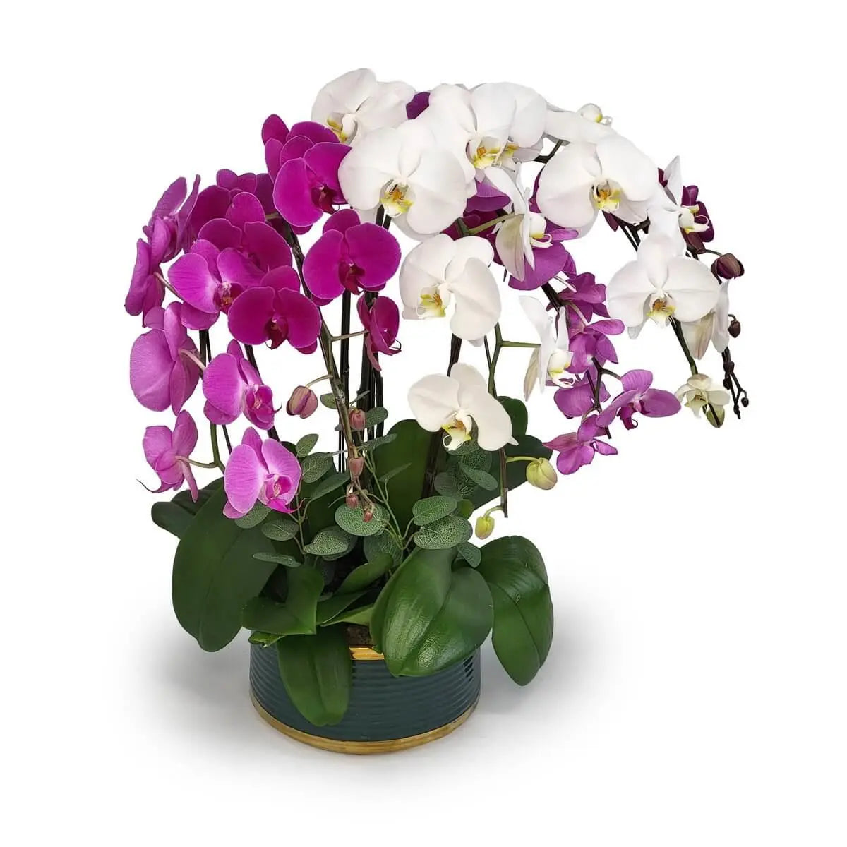 Elegant white and fuchsia Phalaenopsis orchids cascading over broad green foliage in a round ribbed ceramic pot with dark green glaze and gold rim | 白與洋紫色蝴蝶蘭垂掛綻放,濃綠葉環繞,搭配綠釉金邊陶瓷圓盆,優雅大方