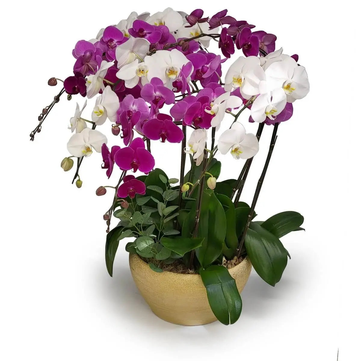 Elegant potted display of cascading white and magenta Phalaenopsis orchids, accented with glossy green leaves in a round matte gold ceramic pot | 白色與紫紅蝴蝶蘭層次錯落,配翠綠葉片,圓形啞金陶瓷花盆襯托高雅氣質