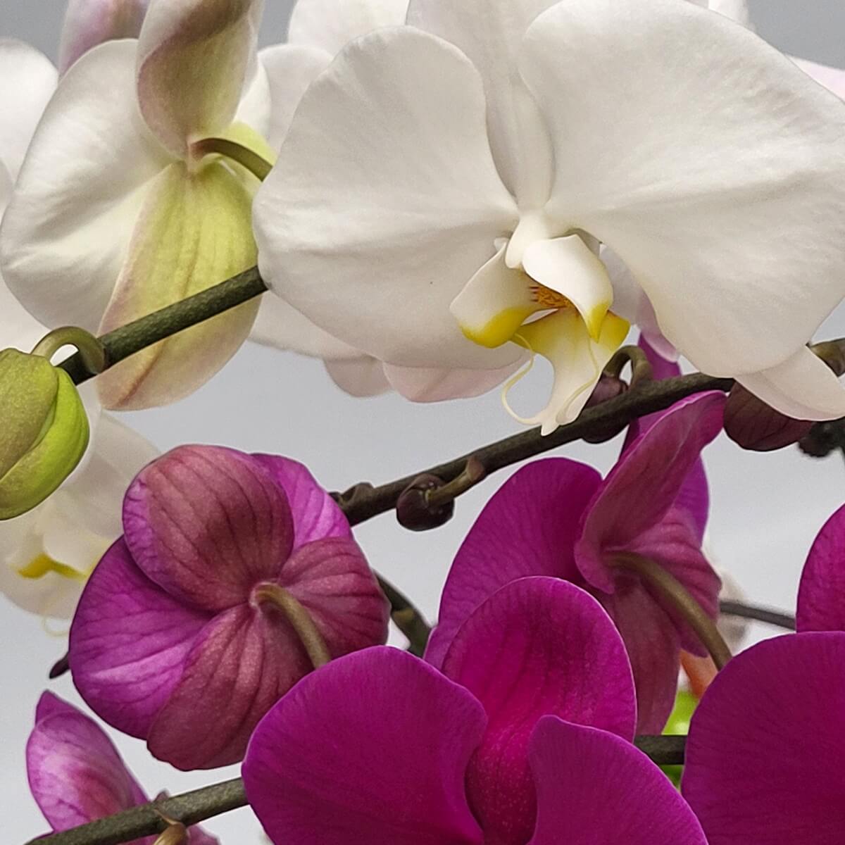 Close-up of blooming white and magenta Phalaenopsis orchids with yellow lips and green stems 白色與洋紫紅蝴蝶蘭花朵特寫,花瓣飽滿,中央唇瓣飾以黃色細節,綠色枝條與花苞交錯其中。