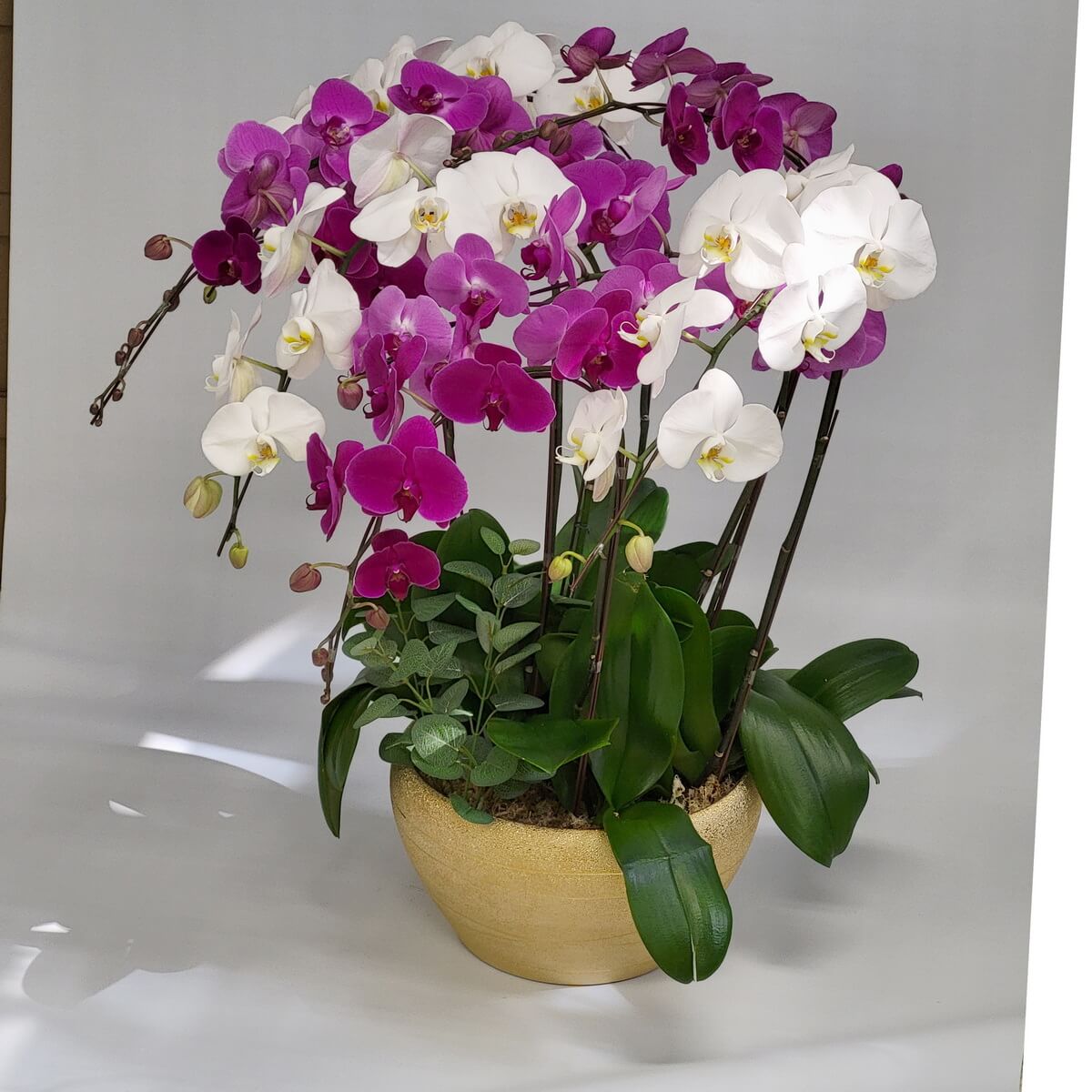 Arrangement of white and magenta Phalaenopsis orchids with unopened buds and lush green foliage in a beige pot 洋紅與白色蝴蝶蘭盆栽,花苞交織,配濃綠葉片,整齊擺設於米色陶盆中。