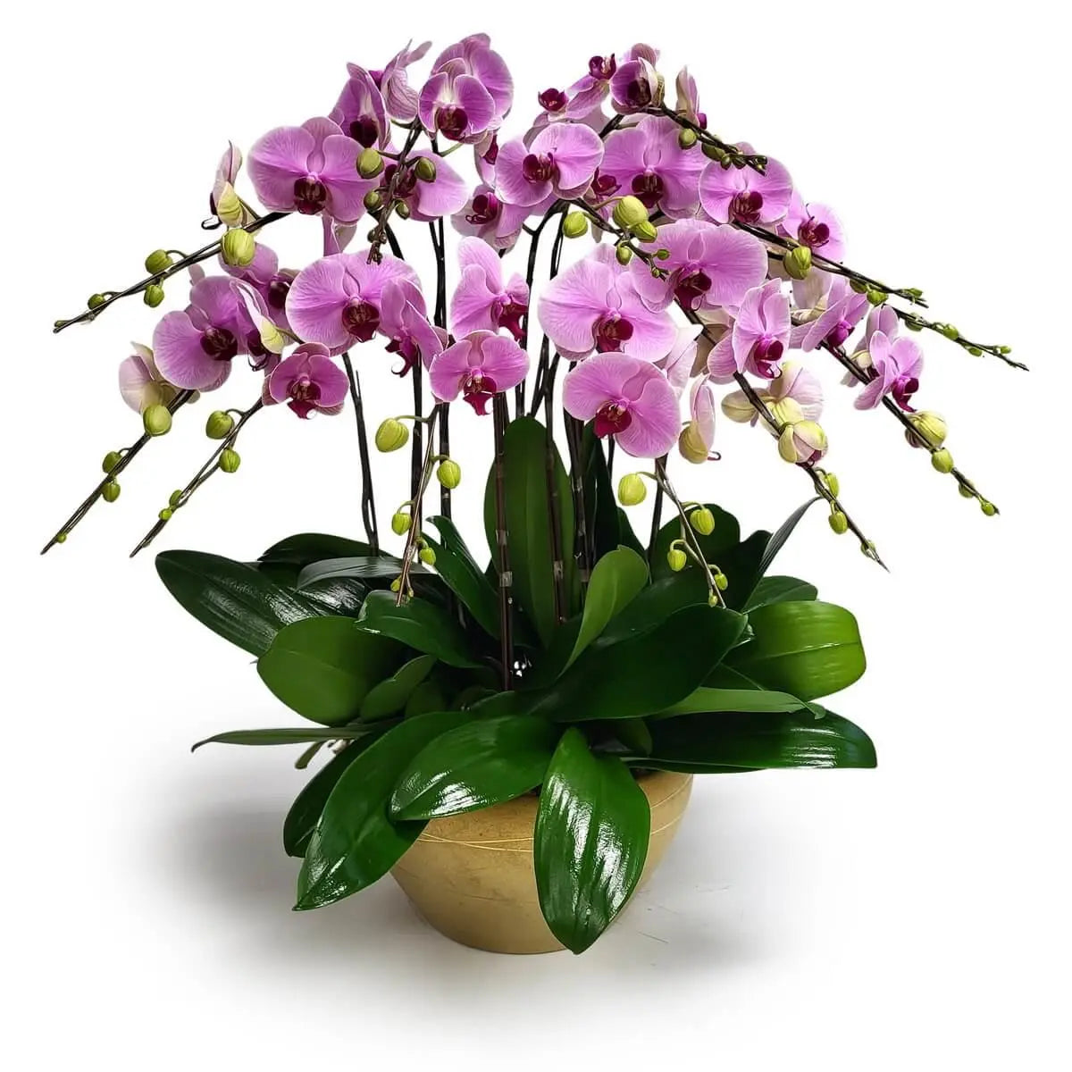 Full arrangement of pink Phalaenopsis orchids with bold magenta centers and glossy green foliage in a wide golden ceramic bowl | 滿佈粉紅蝴蝶蘭配艷紫花心及亮葉,擺設於金色陶瓷圓盆內