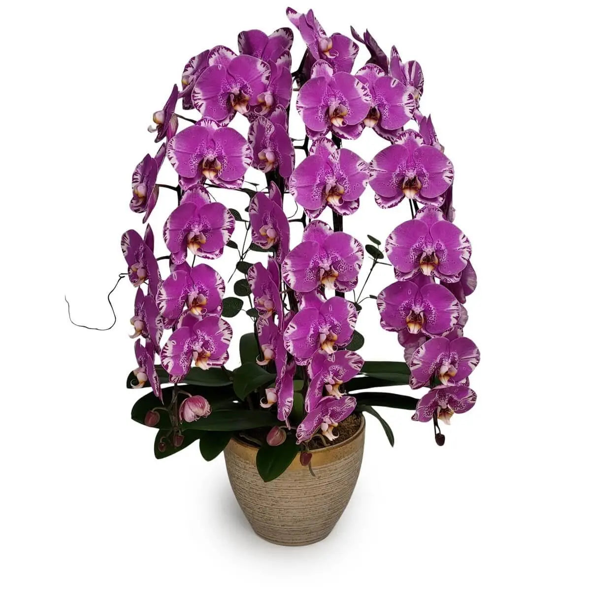 Elegant cascade of vibrant magenta Phalaenopsis orchids with white-edged petals, set in a tall beige pot with glossy green foliage | 鮮紫紅蝴蝶蘭花邊帶白,層層疊疊,綠葉環繞,配高身米色陶盆