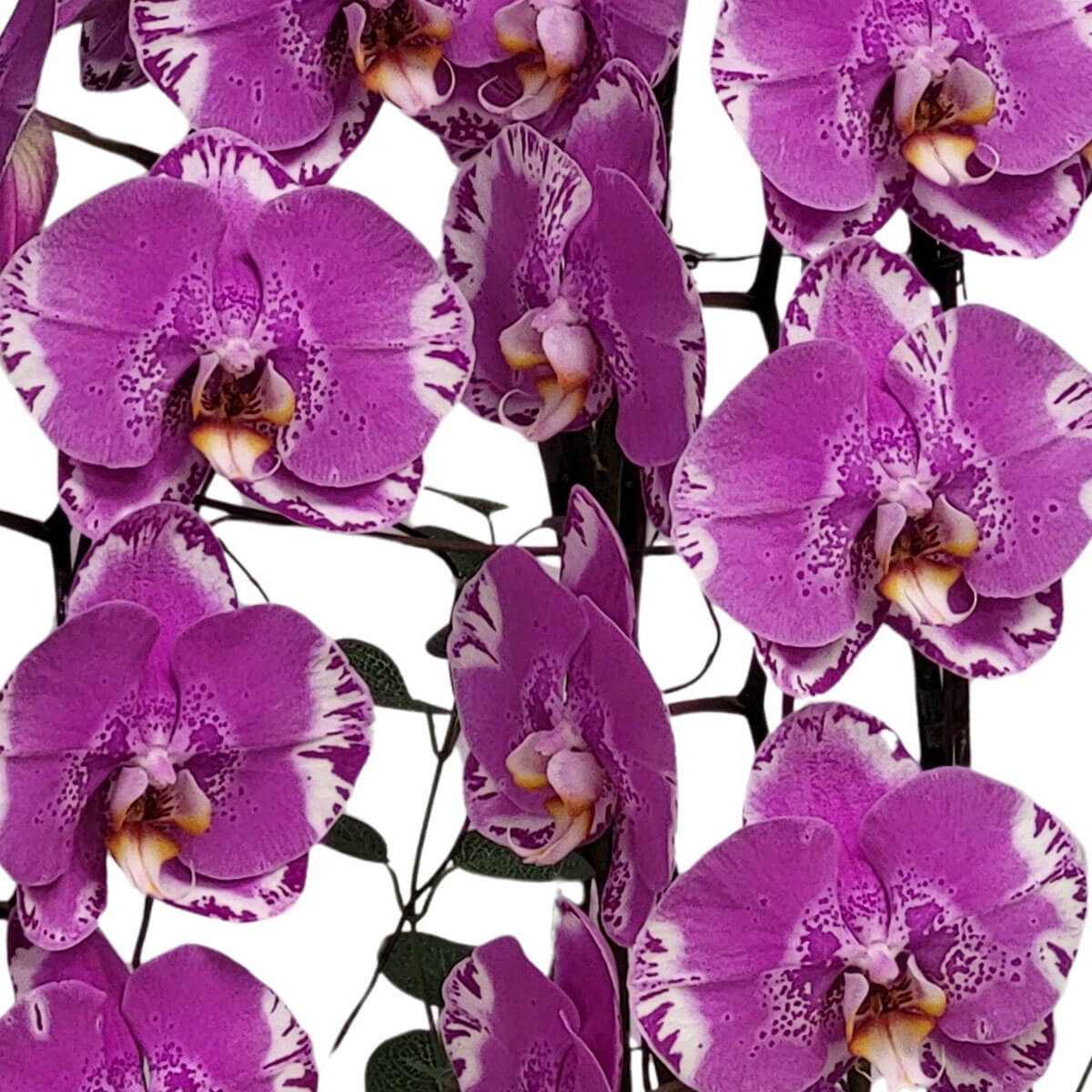 Vibrant purple Phalaenopsis orchids with speckled white edges 熱情紫色蝴蝶蘭,花瓣邊緣點綴白色斑紋,花心深紫飽滿,沿著直立花梗密集綻放,洋溢濃郁熱烈的美感。
