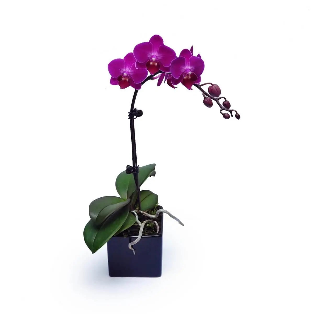 Single-stem Phalaenopsis orchid with rich magenta blooms and unopened buds, in a black square pot with visible aerial roots | 深紫紅蝴蝶蘭花與花苞並開,單枝植於黑色方形花盆,氣根自然伸展