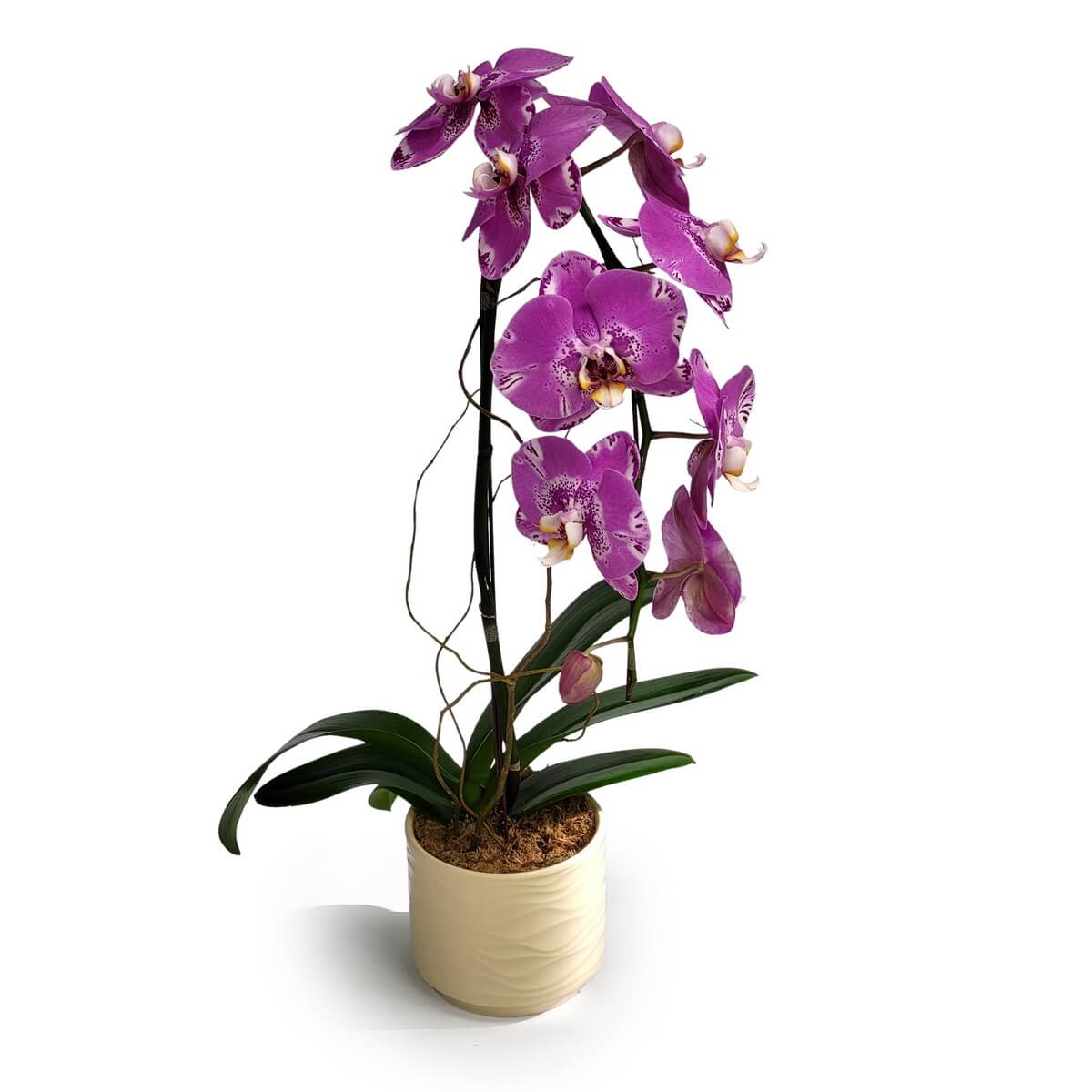 Elegant Pink Treasure Map Orchid with white-speckled petals and lush foliage, arranged in a cream ceramic pot - 粉紅寶圖蘭花配白斑花瓣及濃綠葉,擺放於米白陶瓷盆中