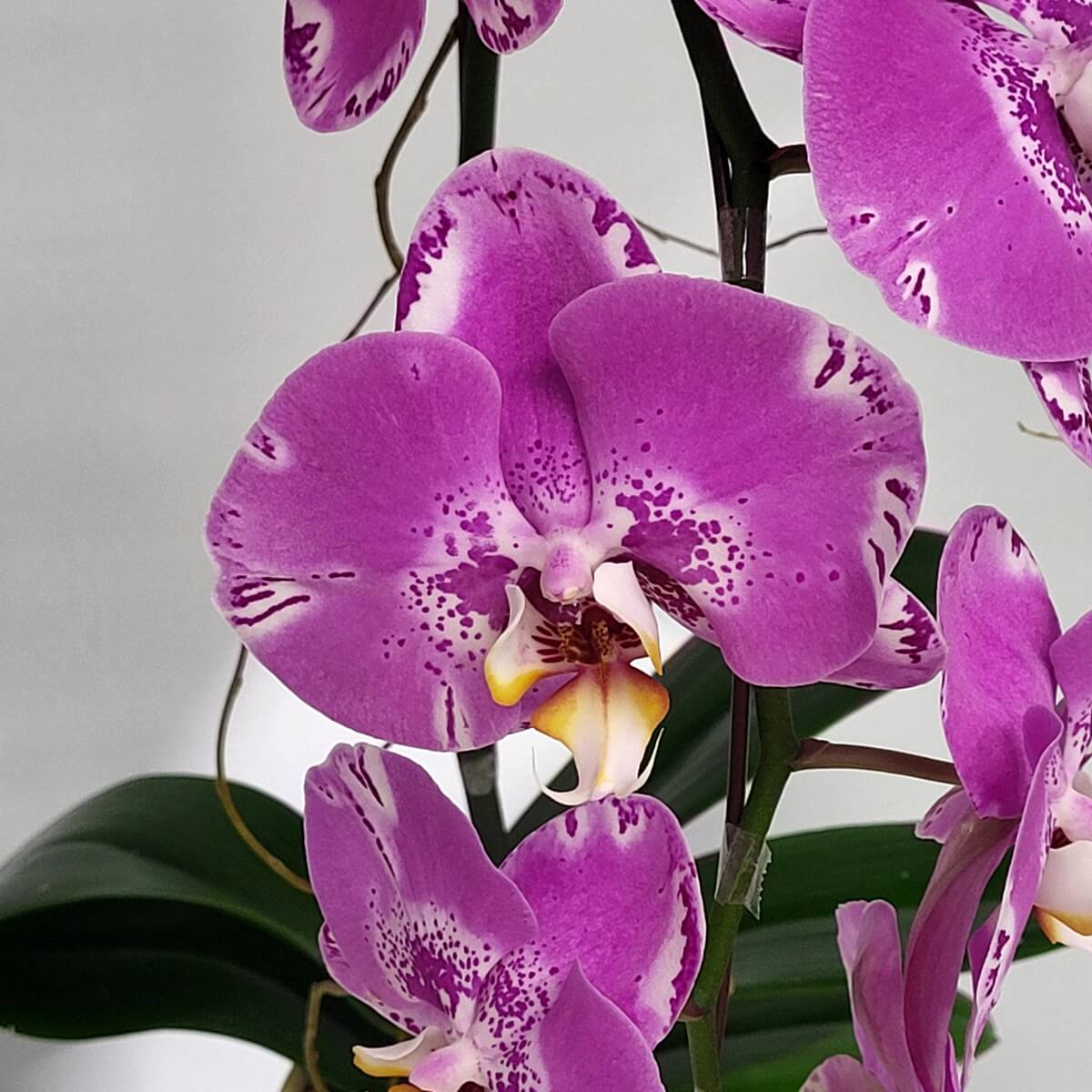 Close-up of Pink Treasure Map Orchid with speckled petals - 粉紅寶圖蘭花特寫,花瓣帶斑點