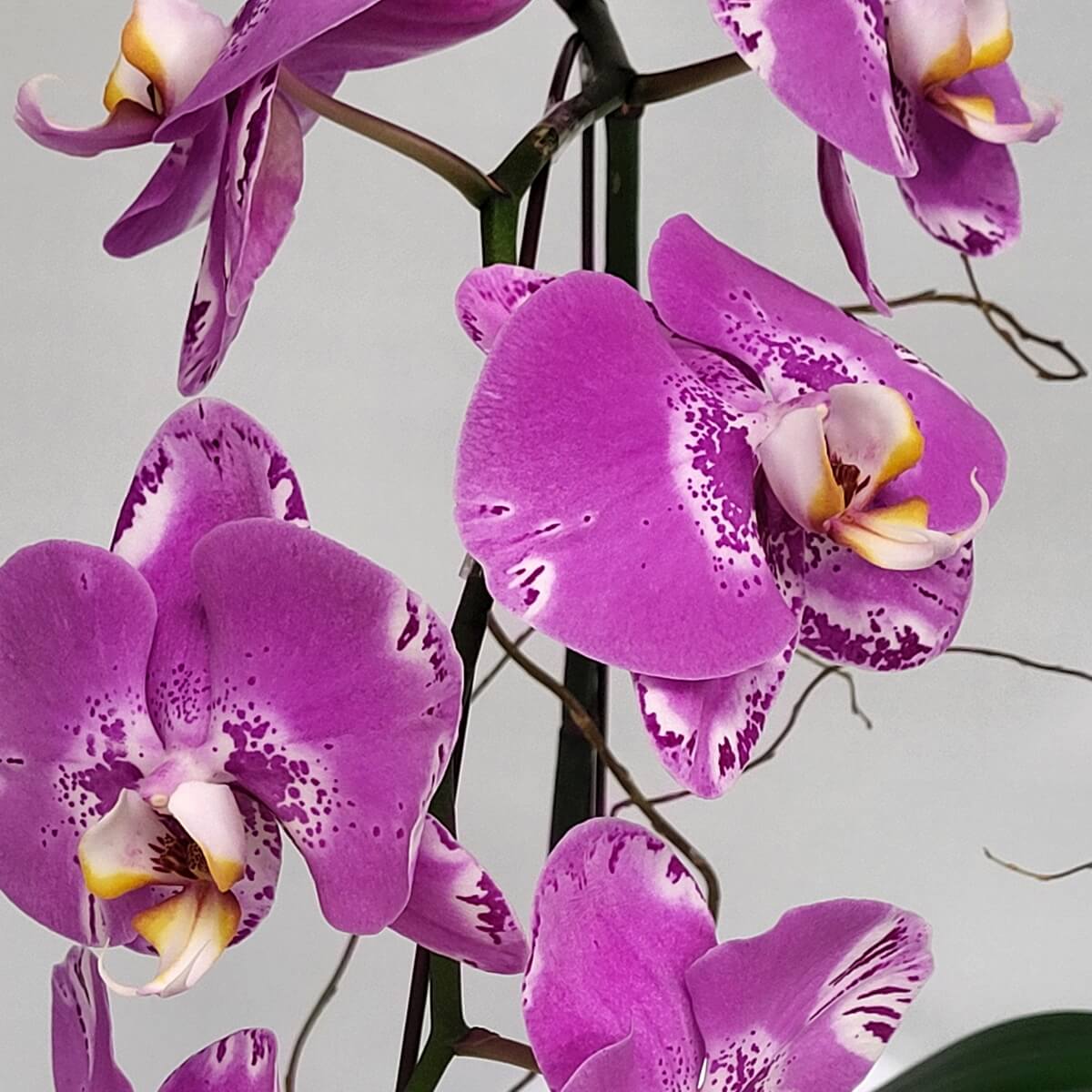 Detail view of Pink Treasure Map Orchid featuring pink petals with white edges and purple spots - 粉紅寶圖蘭花細節圖,粉紅花瓣配白邊與紫色斑點