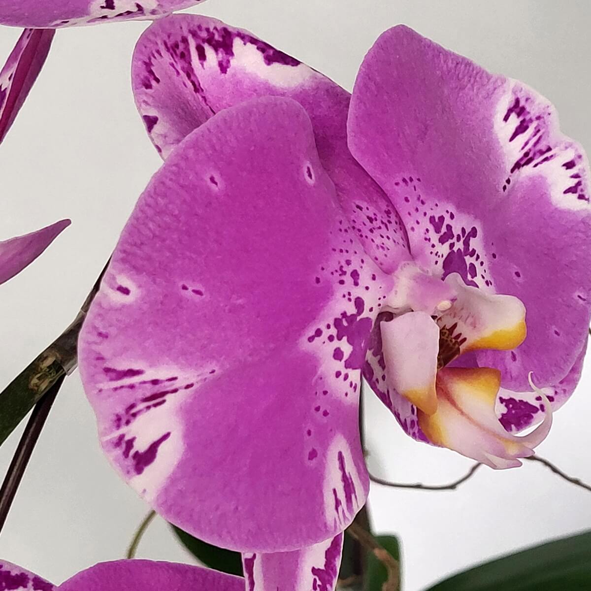Zoomed-in view of Pink Treasure Map Orchid with soft pink petals, white and purple edging, and a yellow-tinted central column - 粉紅寶圖蘭花近拍,柔粉花瓣配白紫邊緣及淡黃唇瓣