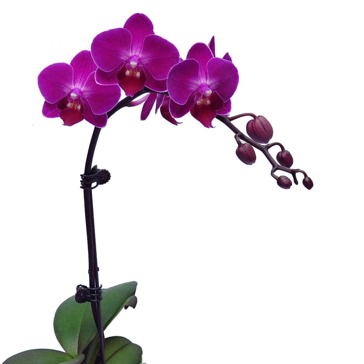 Graceful magenta orchid with a curved spike featuring three full blooms and numerous dark buds – 彎曲花梗上的洋紅蘭花優雅盛開,三朵花綻放,花苞緊密排列在一側