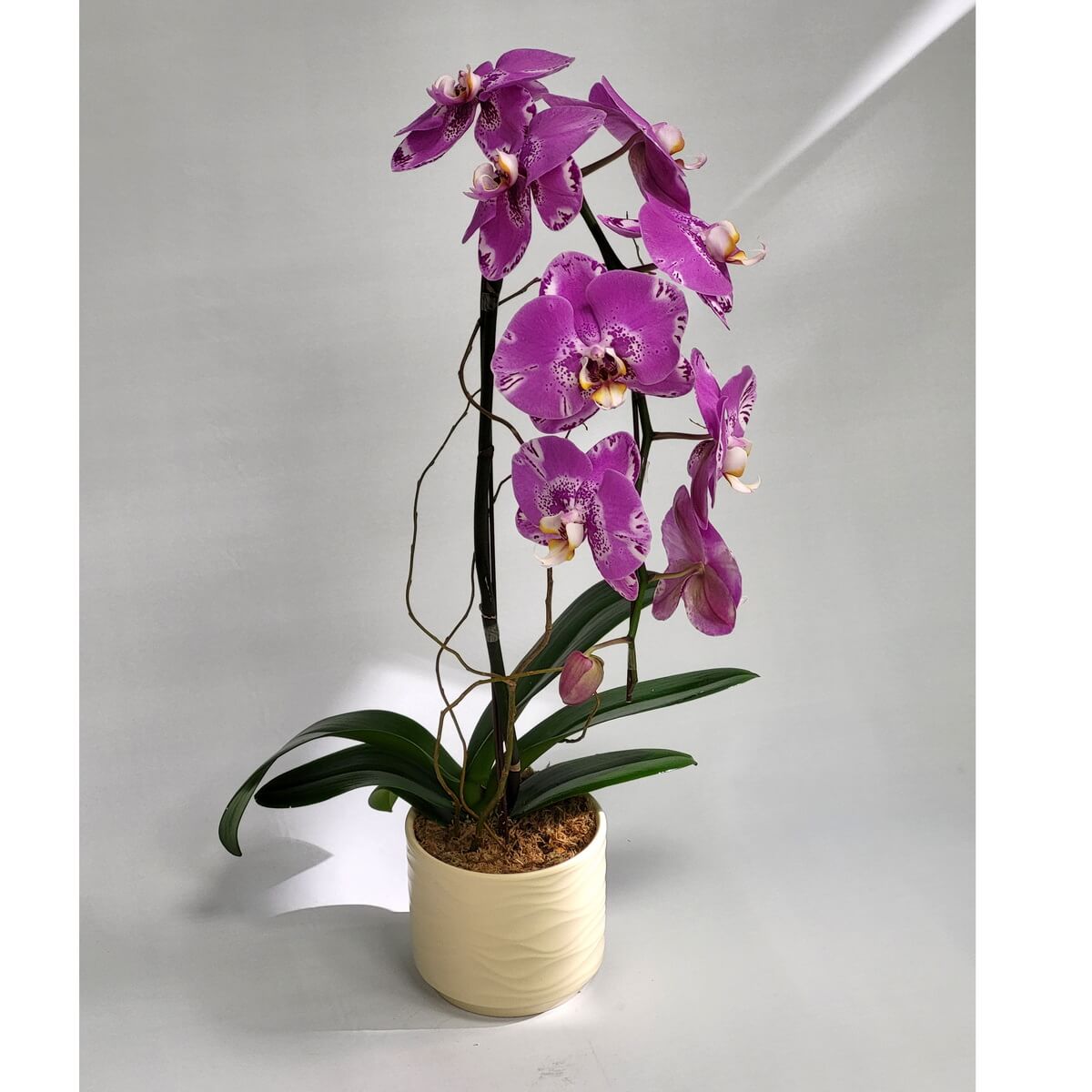 Original view of Pink Treasure Map Orchid featuring spotted pink-purple petals and curved stems, displayed in a textured cream ceramic pot - 粉紅寶圖蘭花全景,粉紫斑點花瓣及彎莖,搭配米白紋理陶瓷盆