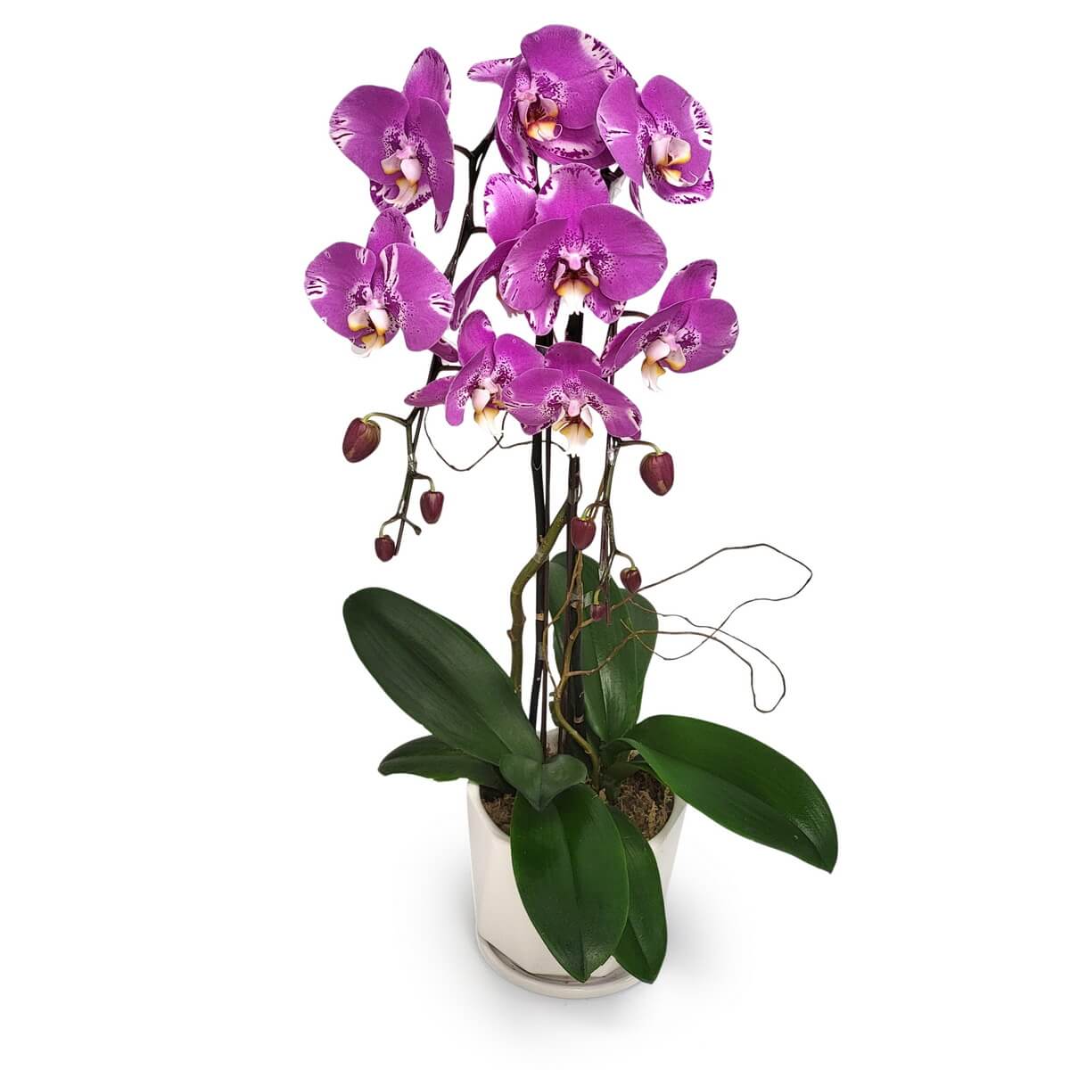 Full view of Pink Treasure Map Phalaenopsis orchids with speckled pink-white petals, unopened buds, and lush green leaves in a white ceramic pot - 粉紅地圖蝴蝶蘭全株連粉白斑花瓣花苞及綠葉白陶瓷盆栽