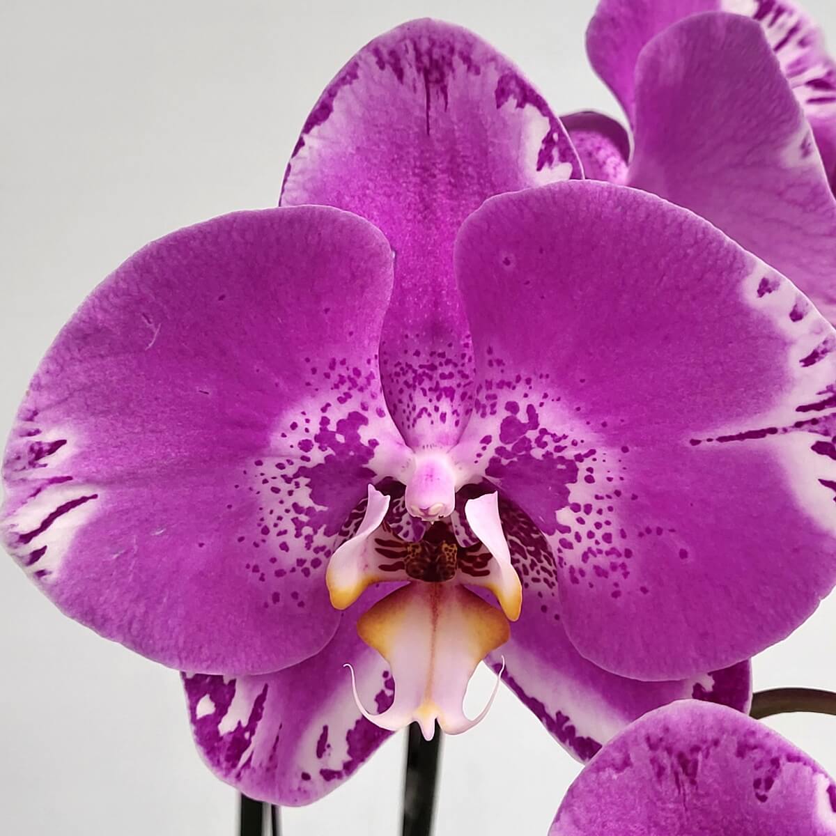 Macro view of Pink Treasure Map Phalaenopsis orchid showing wide petals with purple speckles, white margins, and a central yellow-tinged labellum - 粉紅地圖蝴蝶蘭寬花瓣帶紫斑白邊及黃唇瓣特寫