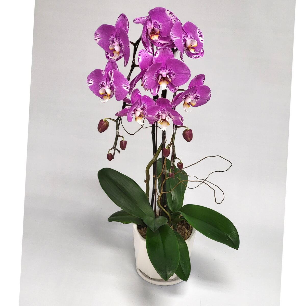 Original photo of Pink Treasure Map Phalaenopsis orchids with speckled pink-white petals, curved stems, buds, and wide green leaves in a white pot - 粉紅地圖蝴蝶蘭全株連粉白斑花瓣彎莖花苞及綠葉白盆栽