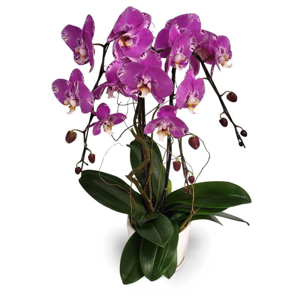 Lush Pink Treasure Map Orchid arrangement featuring vivid magenta blooms, numerous buds, and glossy leaves in a smooth white pot - 粉紅寶圖蘭花繁茂擺設,鮮洋紅花配多個花苞及亮綠葉,置於白色光滑花盆中