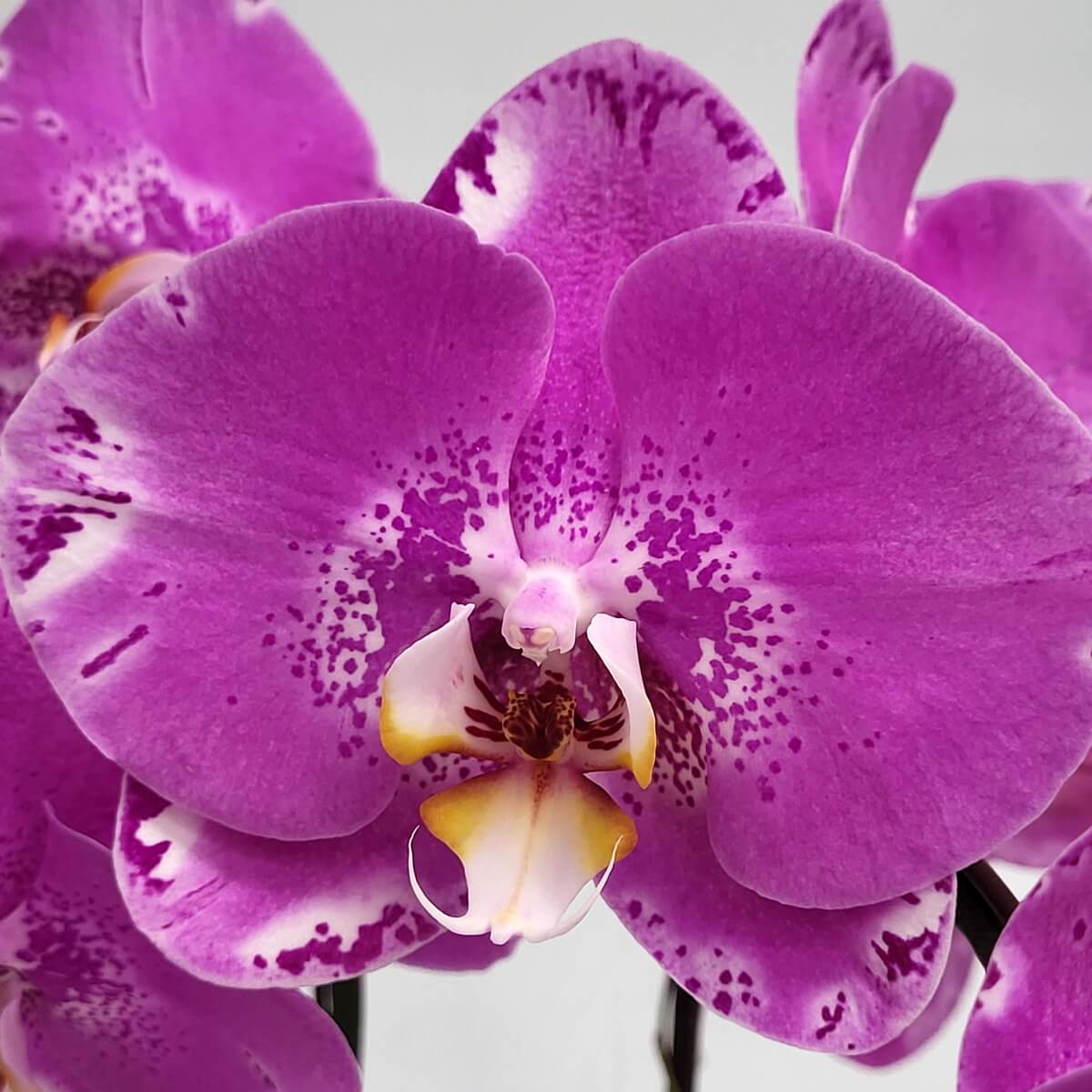 Macro of Pink Treasure Map Orchid with magenta petals, white-purple edges, and a yellow lip with defined curvature - 粉紅寶圖蘭花微距,洋紅花瓣配白紫邊,黃唇瓣輪廓分明