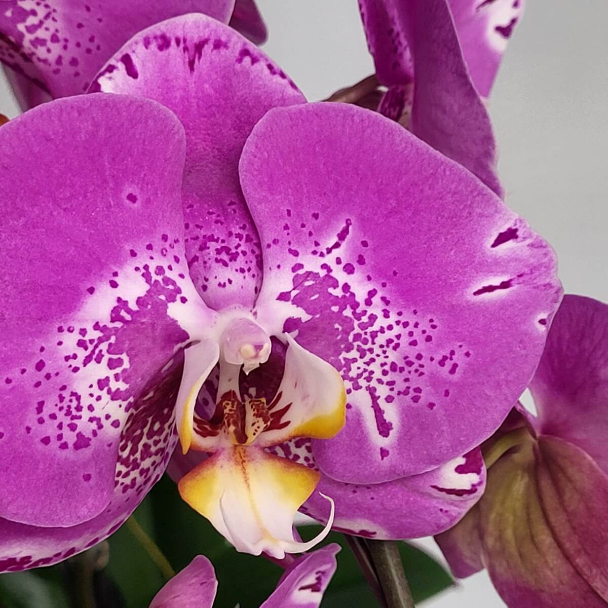 Macro of Pink Treasure Map Orchid showing rounded magenta petals, detailed speckling, and a sculpted yellow-white lip - 粉紅寶圖蘭花微距,洋紅圓瓣配細緻斑點與立體黃白唇瓣