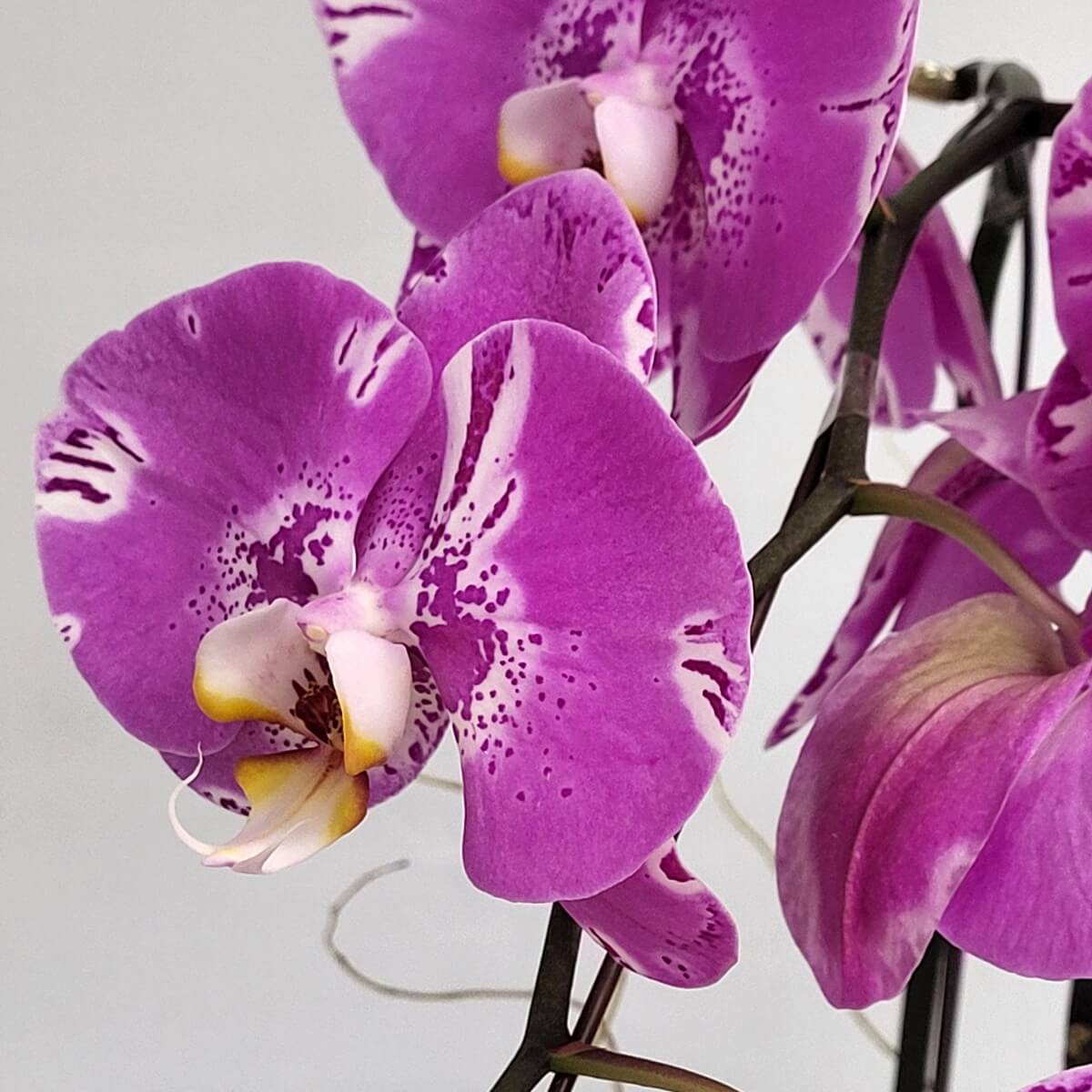 Side-angle close-up of Pink Treasure Map Orchid with soft magenta petals, delicate white markings, and a yellow-tipped lip curling inward - 粉紅寶圖蘭花側角特寫,洋紅花瓣柔和,配白色紋理與內捲黃唇瓣