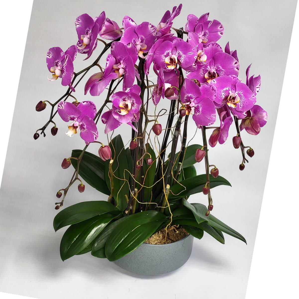 Original full Pink Treasure Map Orchid display featuring vivid magenta-white blooms, cascading buds, and lush green foliage in a wide grey ceramic container angled slightly - 粉紅寶圖蘭花整體展示,粉白花朵鮮明,花苞下垂配濃綠葉,置於寬口灰色陶瓷花器中,略呈傾斜角度