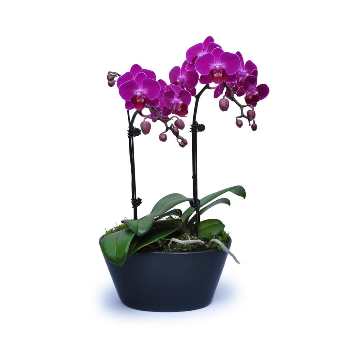 Mini Purple Orchids 6 Get Well Flowers