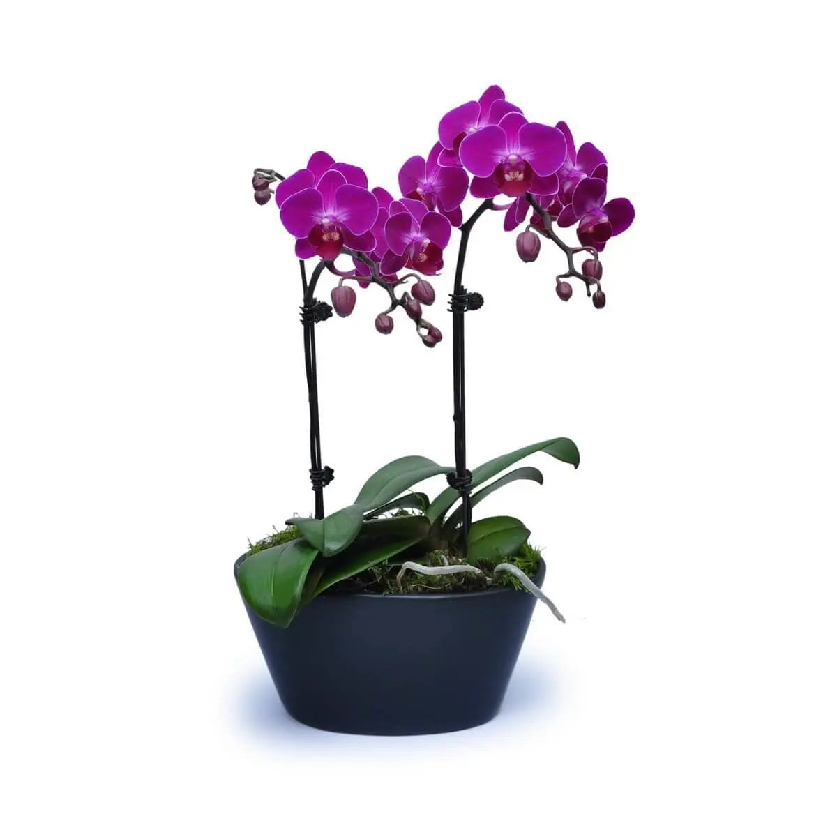 Two upright stems of vivid magenta Phalaenopsis orchids with rounded petals and lush green leaves in a black matte bowl-shaped pot | 雙枝鮮紫紅蝴蝶蘭花形圓潤,綠葉繁盛,置於啞黑碗形花盆中