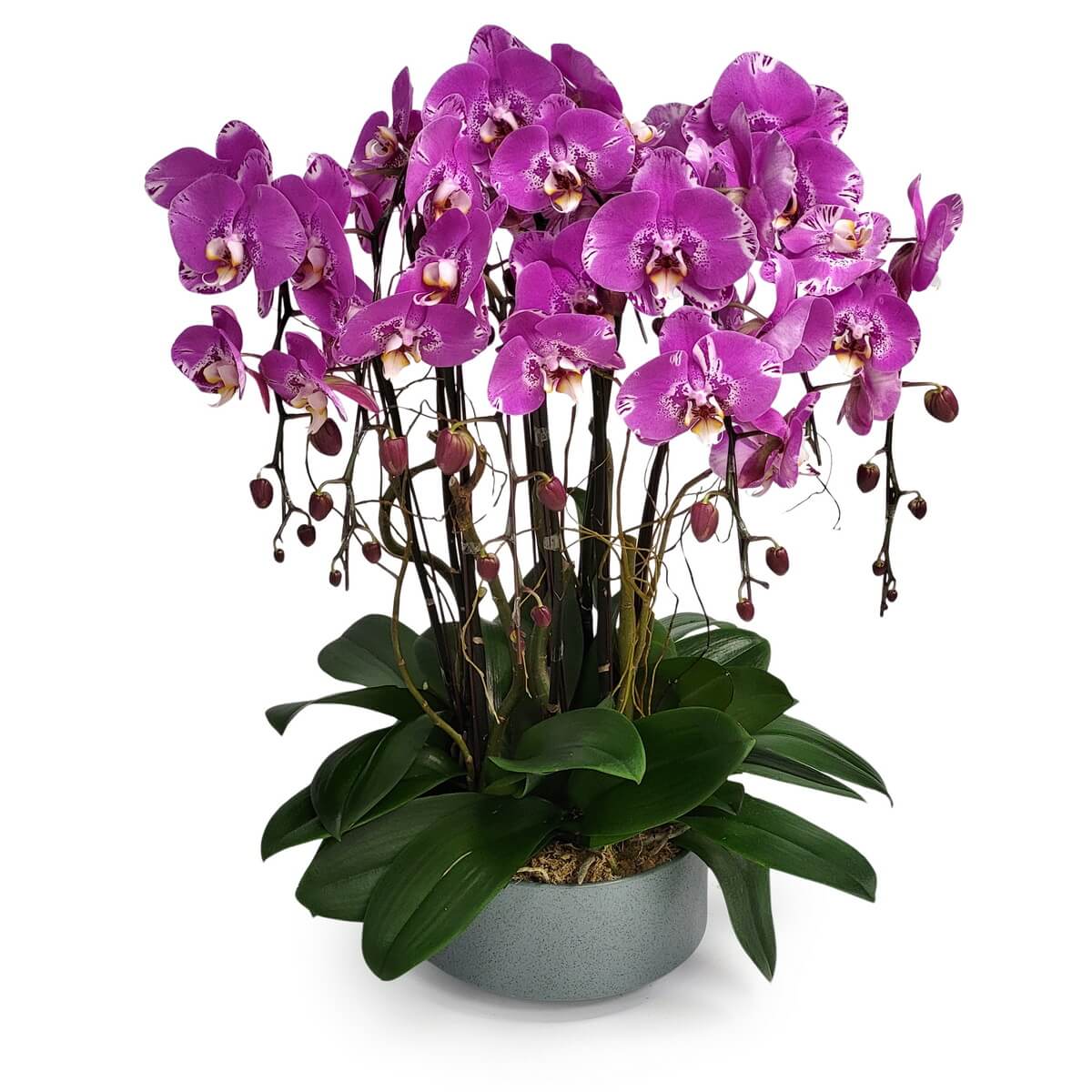 Full display of Pink Treasure Map Orchid with vibrant speckled blooms, dark green foliage, and hanging buds in a round grey ceramic container - 粉紅寶圖蘭花盛開,斑點花鮮豔,深綠葉與垂吊花苞,圓形灰陶瓷花器展示