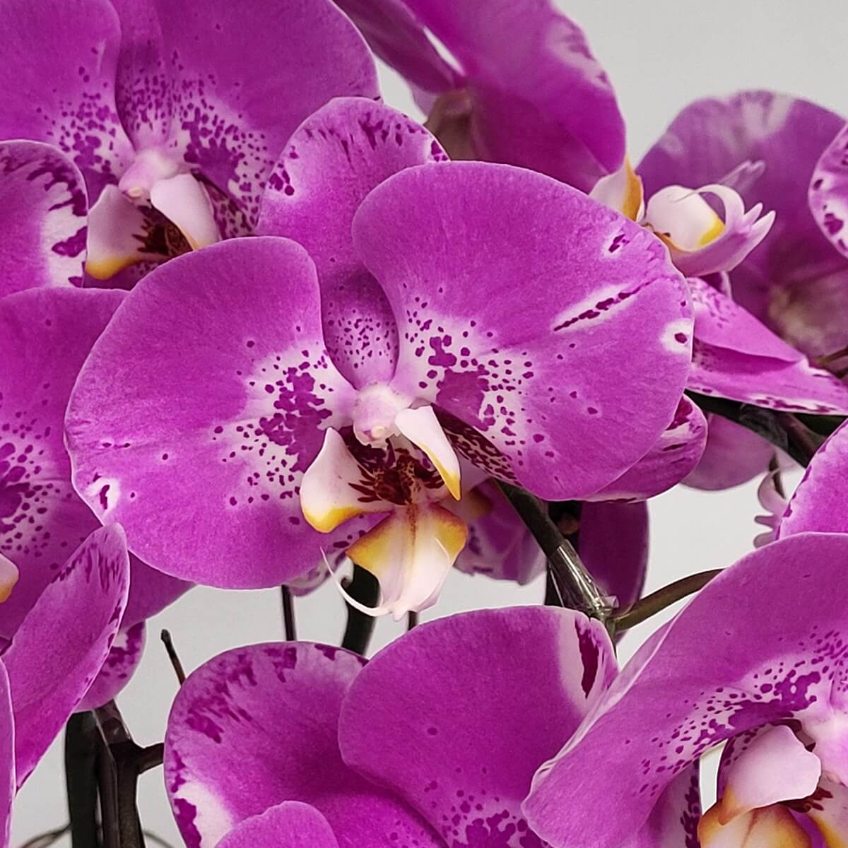 Close-up of Pink Treasure Map Orchids with clustered petals and yellow lip - 粉紅寶圖蘭花特寫,花瓣密集配黃唇瓣