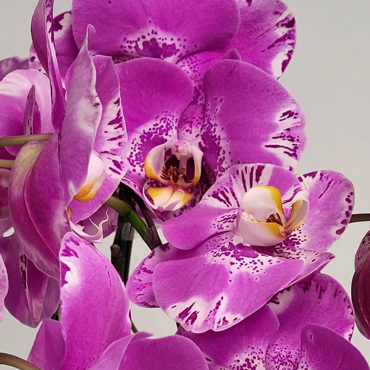 Angled close-up of Pink Treasure Map Orchids with ruffled magenta petals, speckled centers, and yellow-tipped lips - 粉紅寶圖蘭花斜角特寫,洋紅波狀花瓣配斑點花心與黃唇瓣