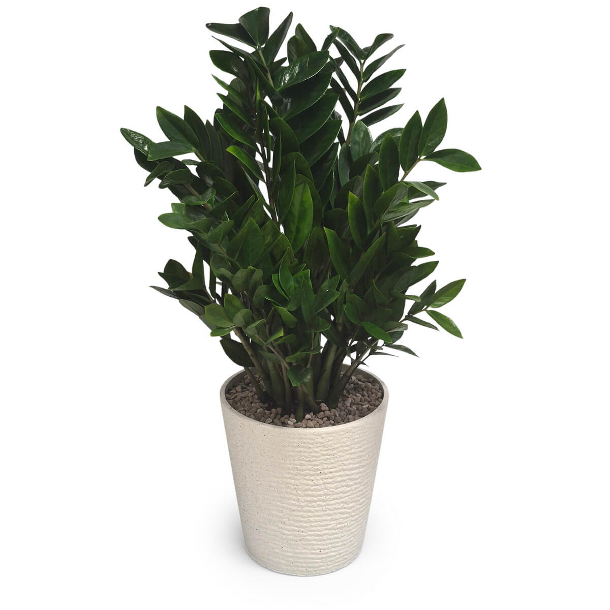 ZZ Plant (L)