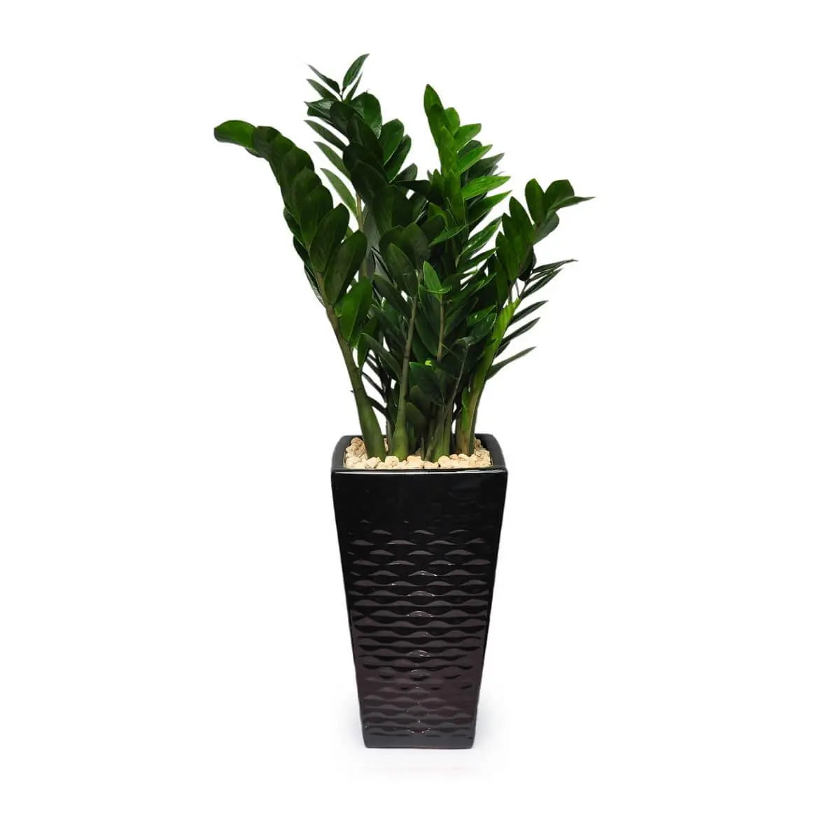 ZZ plant with rich green, waxy leaves arranged on upright stems, set in a tall black ceramic pot with textured diamond pattern and white pebble topping | 鐵樹葉片深綠富光澤,直立排列,種於黑色幾何紋陶盆內,頂層鋪設白色石粒