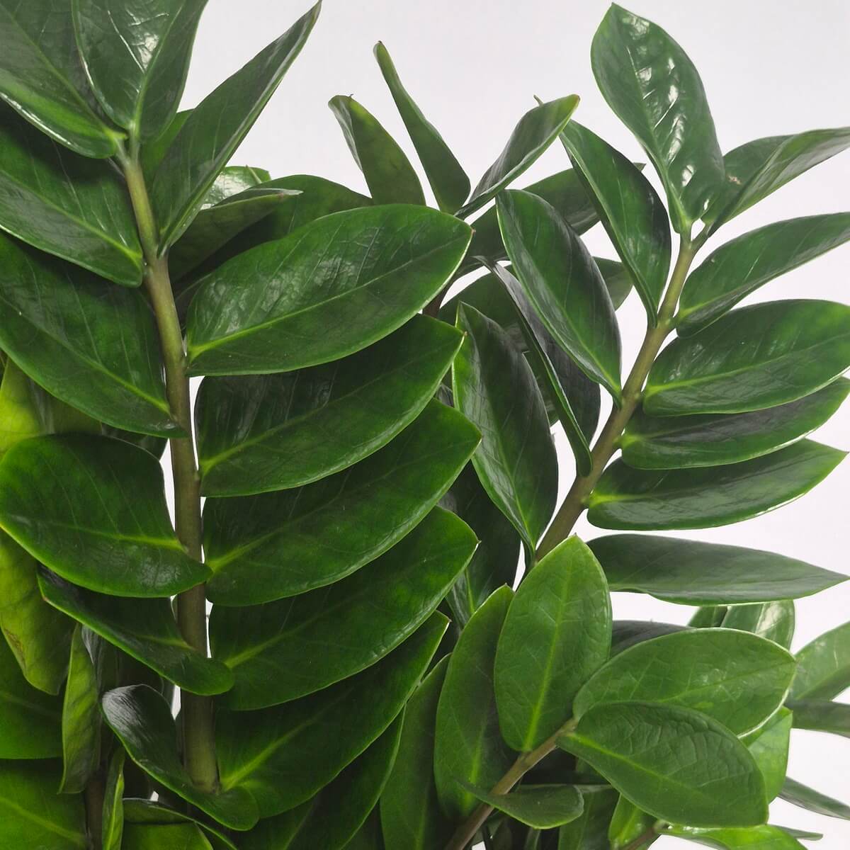 ZZ Plant (L)