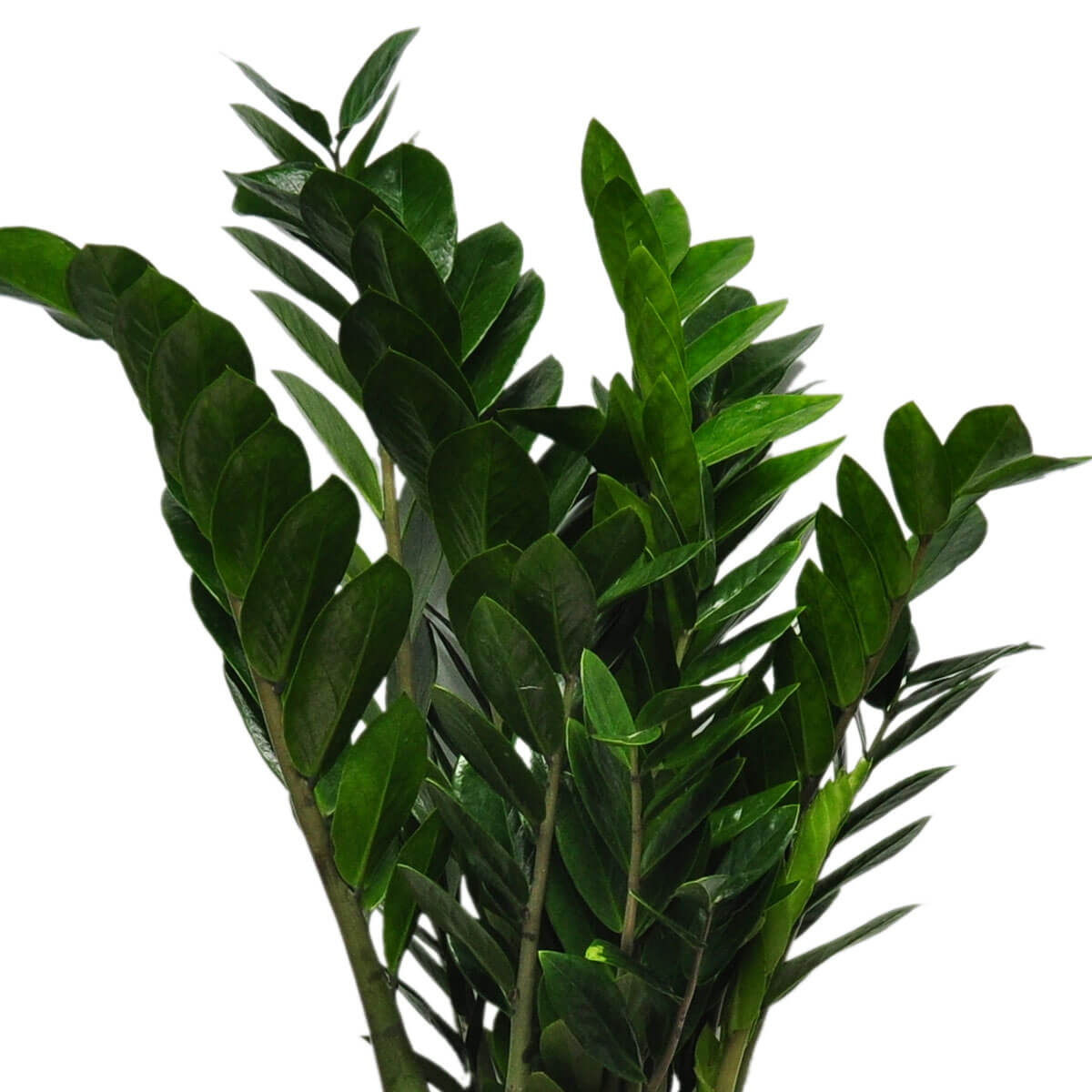 A healthy ZZ plant with dense, upright stems bearing rows of dark, glossy leaves – 幸運竹芋株型茂盛,直立枝條上密佈深色光澤葉片,展現生命力