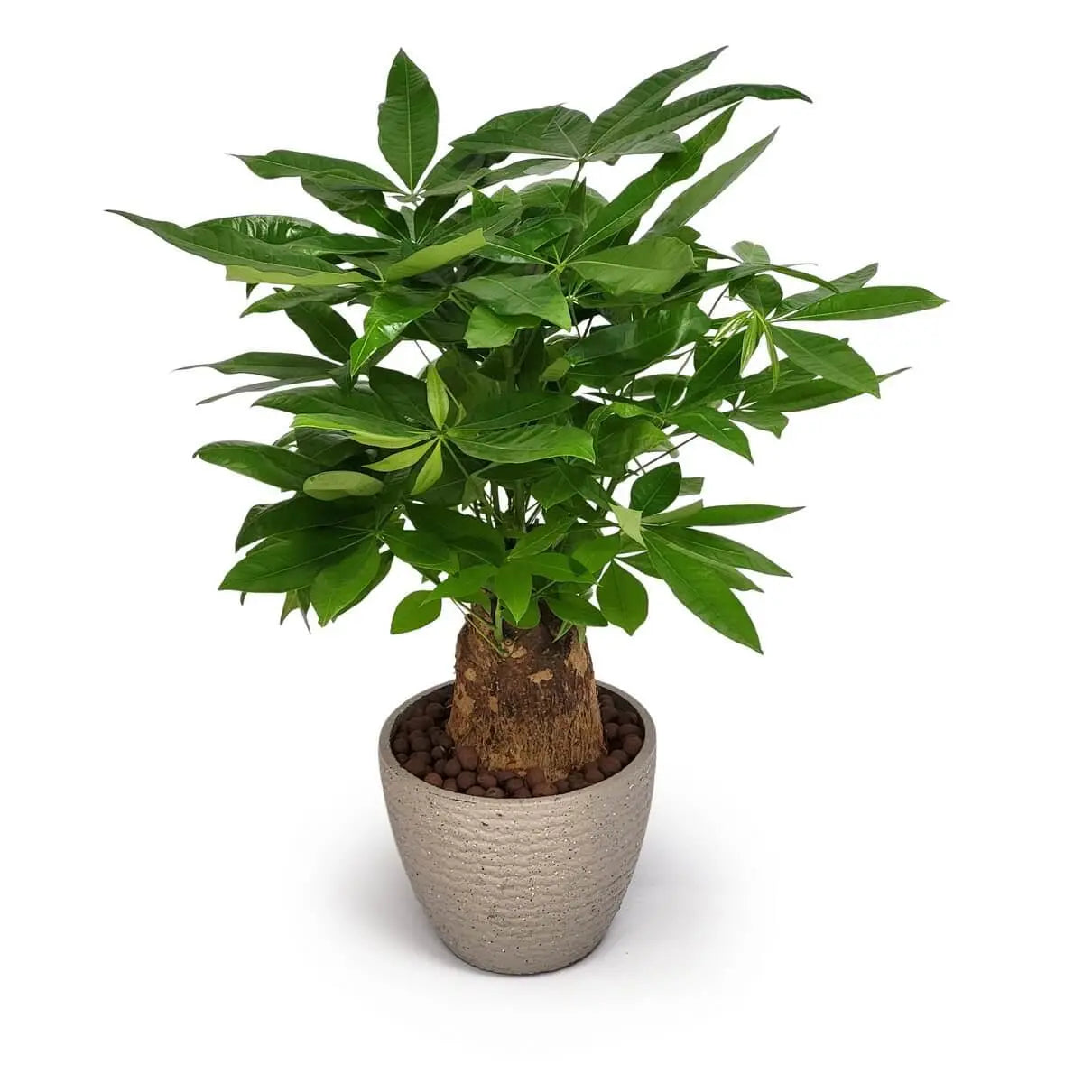 Full view of a money tree (Pachira aquatica) with a thick, woody trunk and glossy green leaves, planted in a grey ceramic pot. | 發財樹全景,粗壯樹幹與亮綠葉片,搭配灰色陶瓷花盆。