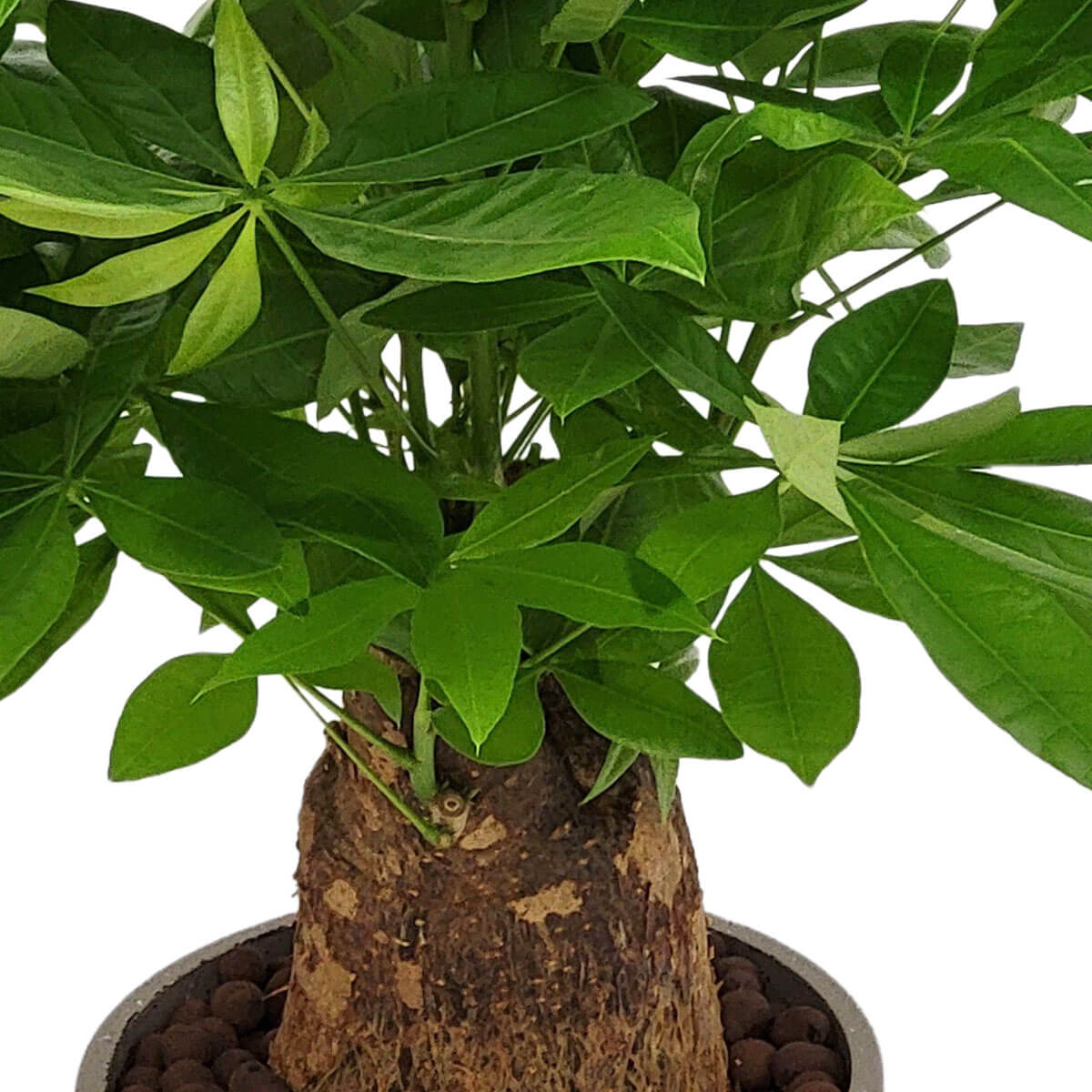 Money tree with vibrant green foliage sprouting from a thick trunk 綠意盎然的發財樹,掌狀葉片茂密,粗壯樹幹穩固挺立,栽於陶粒盆中,象徵招財進寶與旺盛生命力。