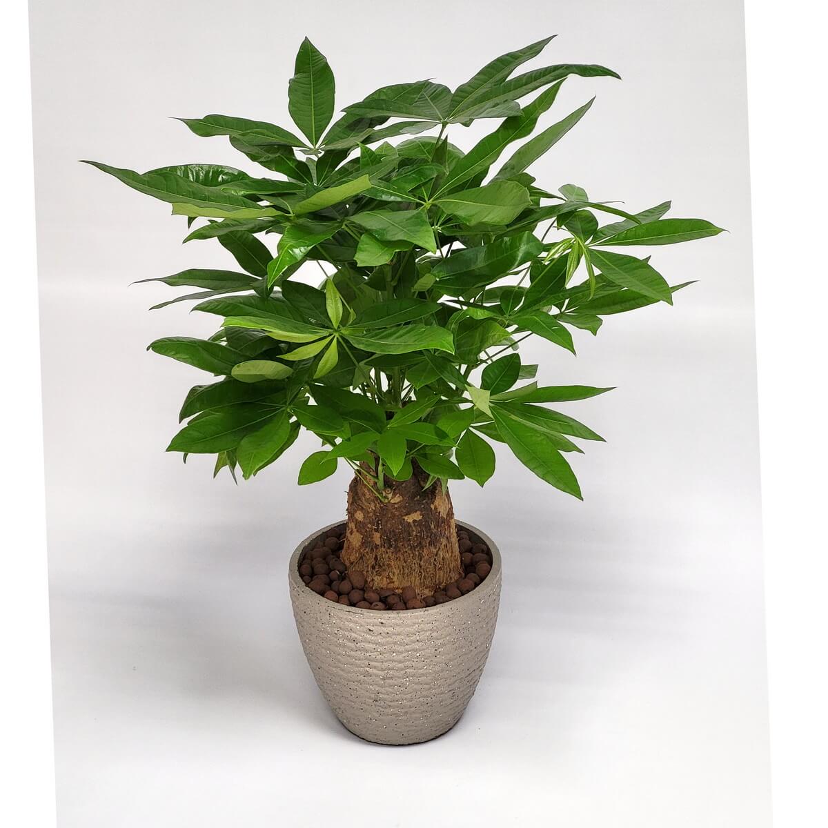 Potted Money Tree with thick short trunk and vibrant green foliage in a beige textured planter 粗壯矮幹發財樹盆栽,葉色翠綠,置於米色紋理花盆中,鋪以棕色鋪石。