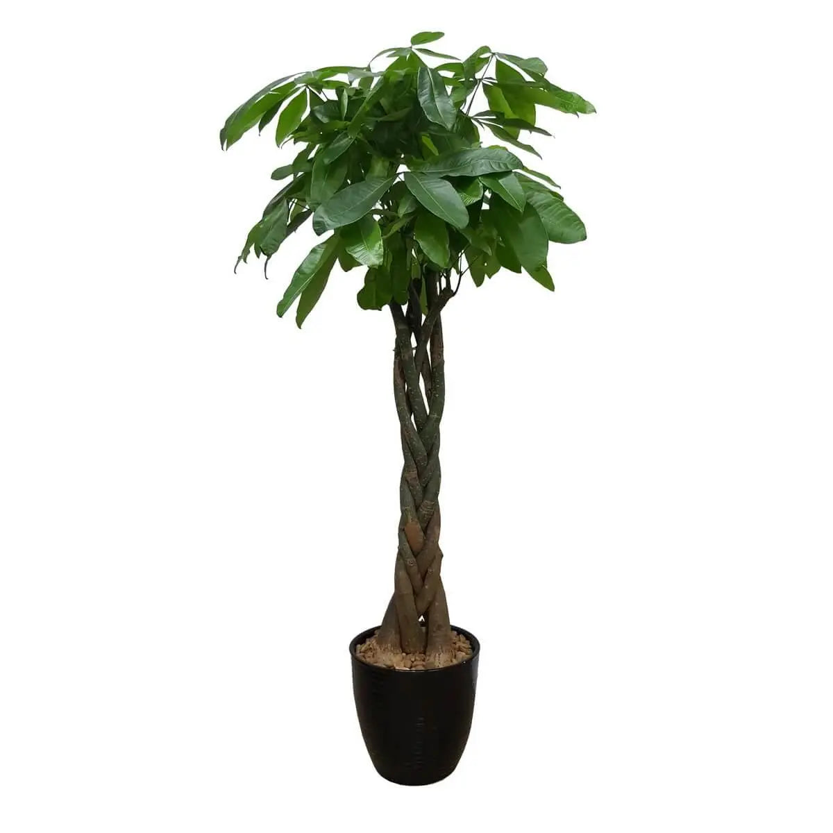 Tall braided money tree with interlaced trunks and lush green leaves, potted in a sleek black container with decorative pebbles | 發財樹主幹辮狀交織,葉色濃綠繁茂,種於黑色高身花盆,鋪天然碎石點綴