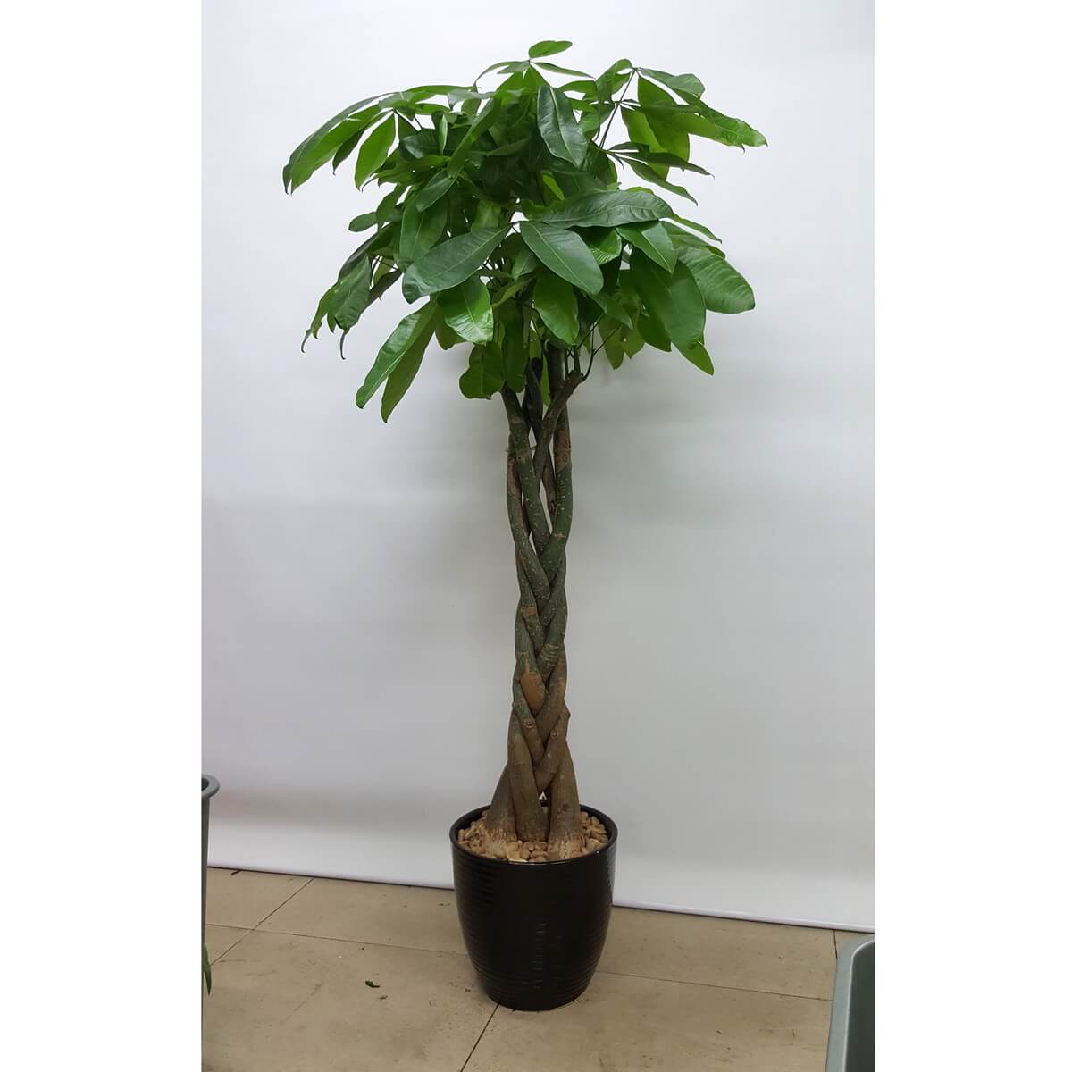 Tall braided Money Tree with glossy green foliage in a black planter topped with light pebbles 編織樹幹發財樹盆栽,高身植株配翠綠葉,置於黑色盆中,鋪以淺色石粒。